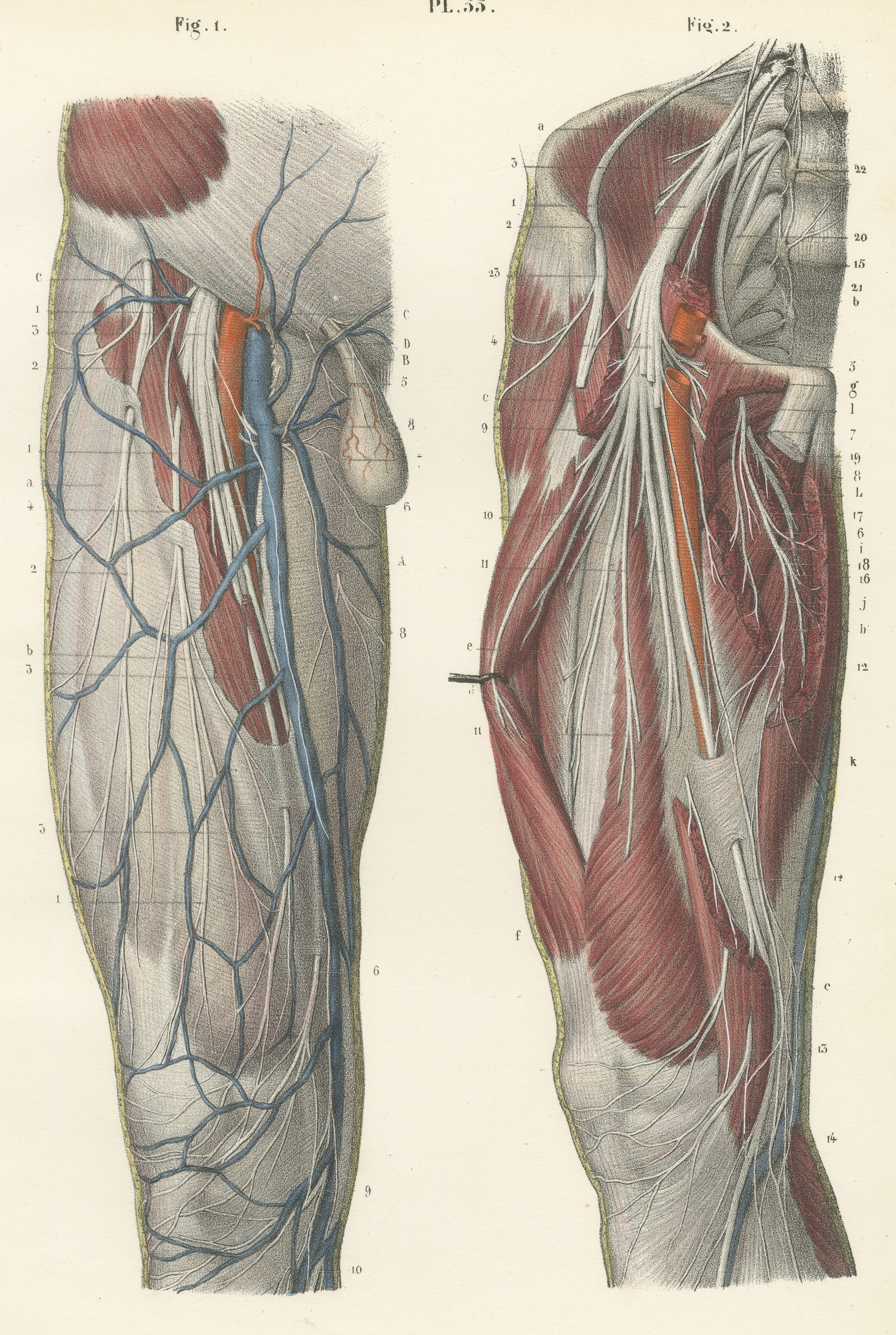 Nerves of the Front of the Thigh, Antique Hirschfeld Anatomy Print, 1866