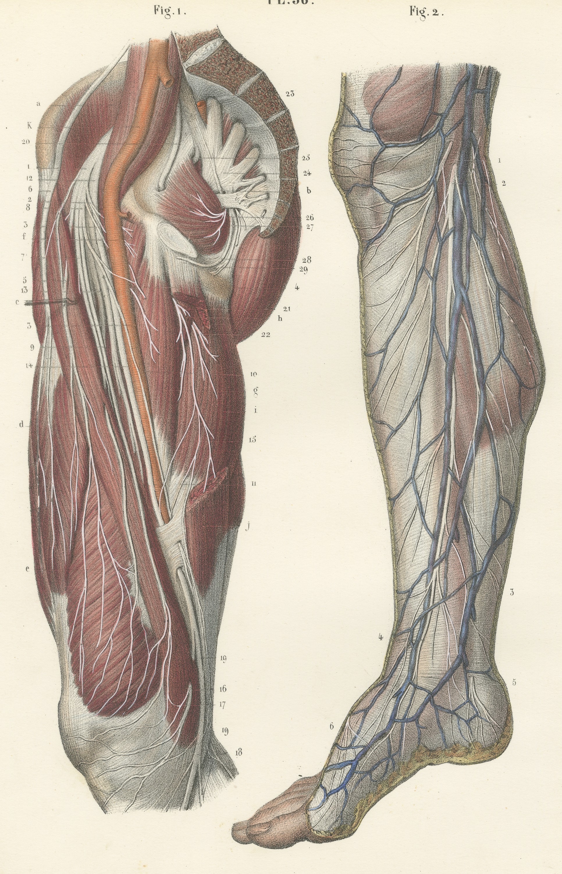Nerves of the Hip and Lower Limb, Antique Hirschfeld Anatomy Print, 1866