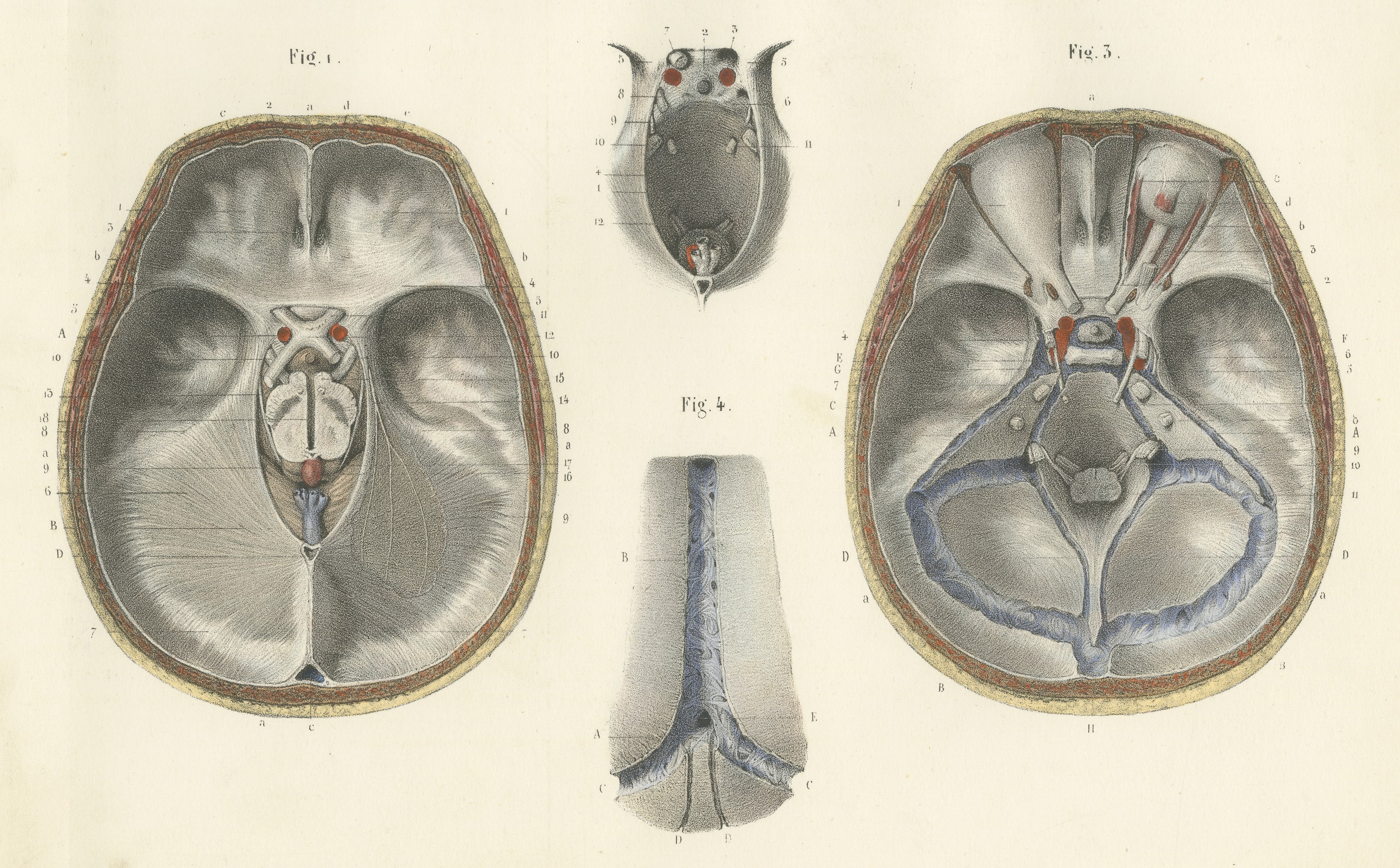 The Base of the Skull and Its Dural Folds, Hirschfeld Anatomy Print, 1866