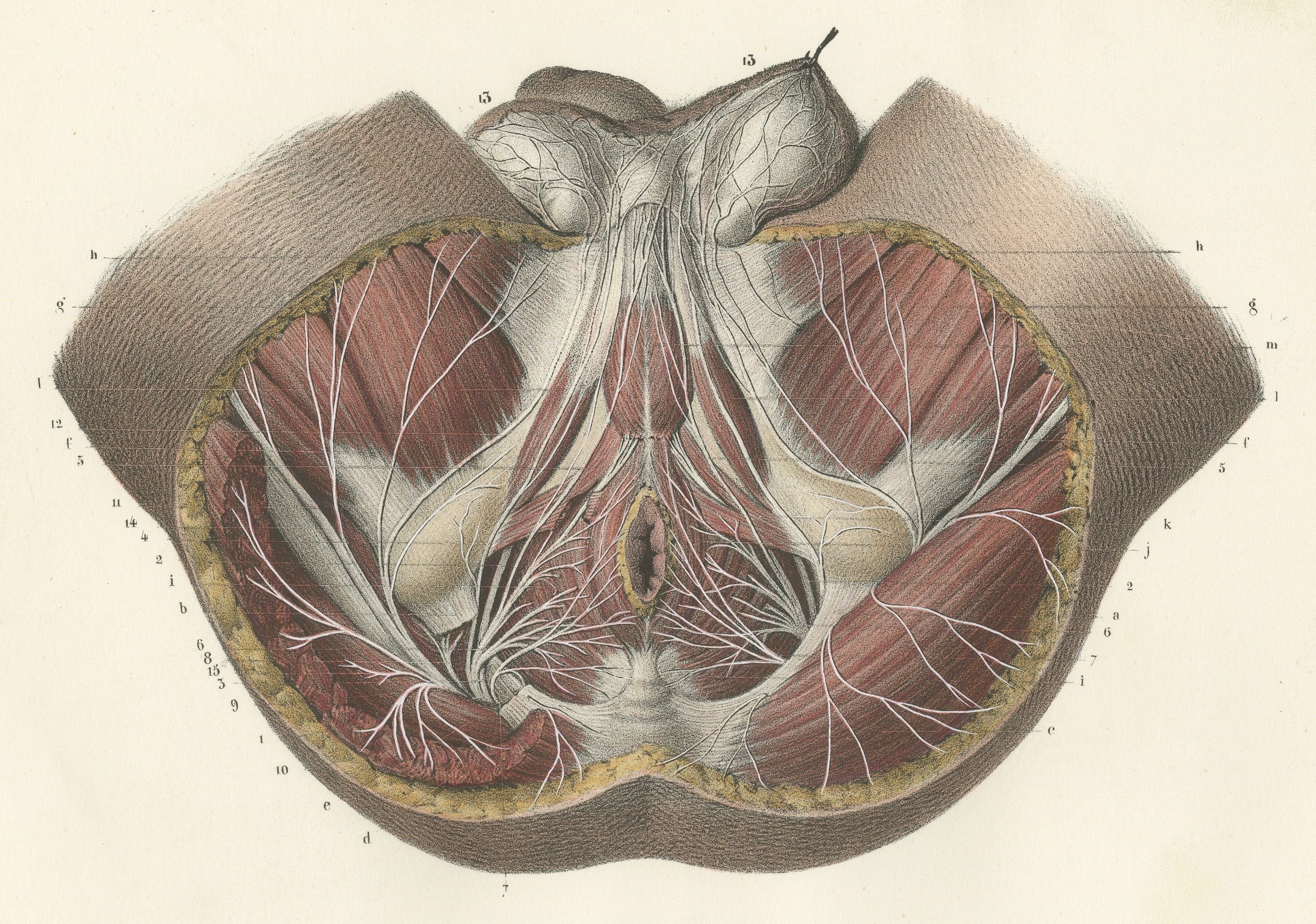 Nerves of the Male Perineum, Antique Hirschfeld Anatomy Print, 1866
