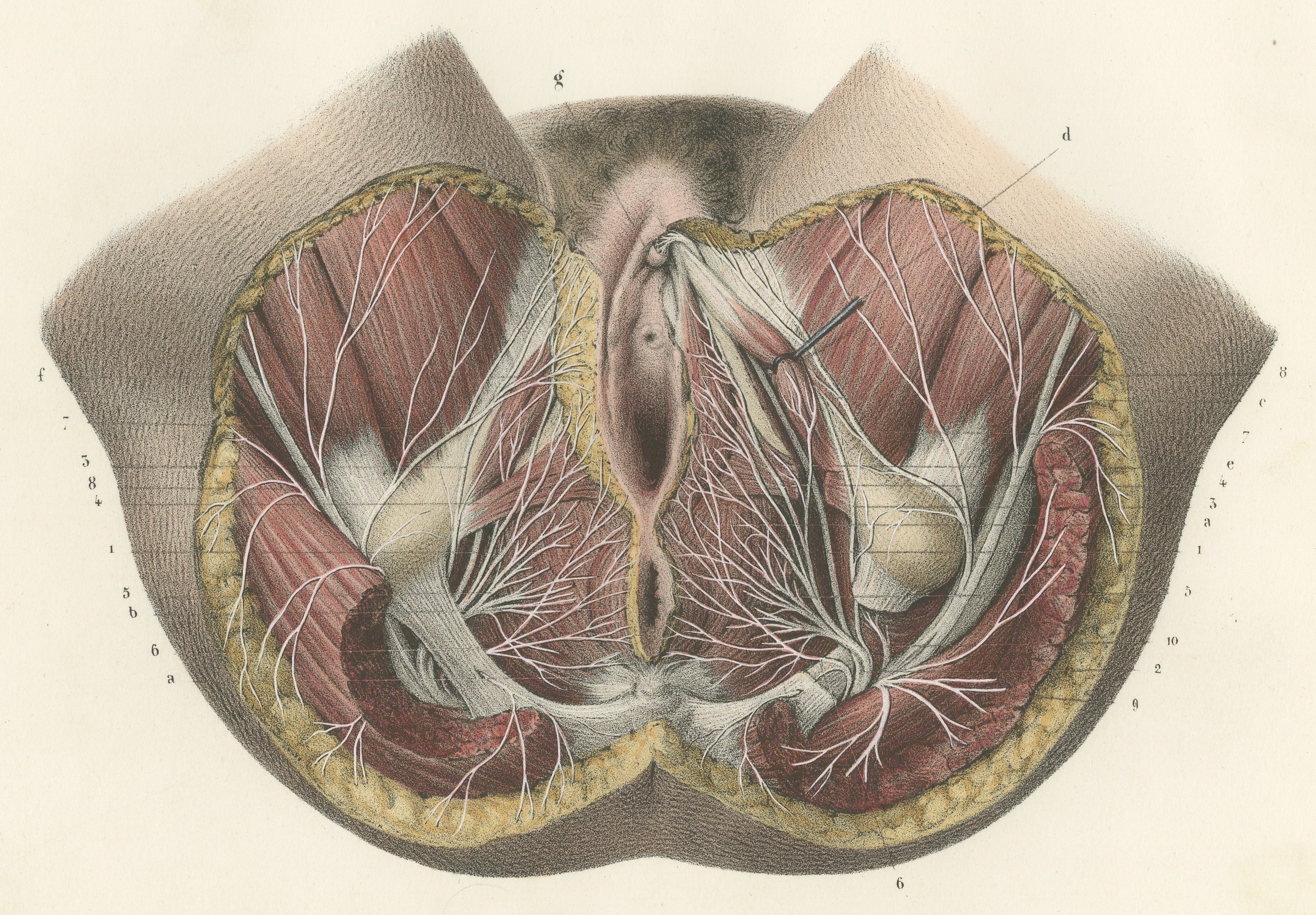Nerves of the Female Perineum, Antique Hirschfeld Anatomy Print, 1866
