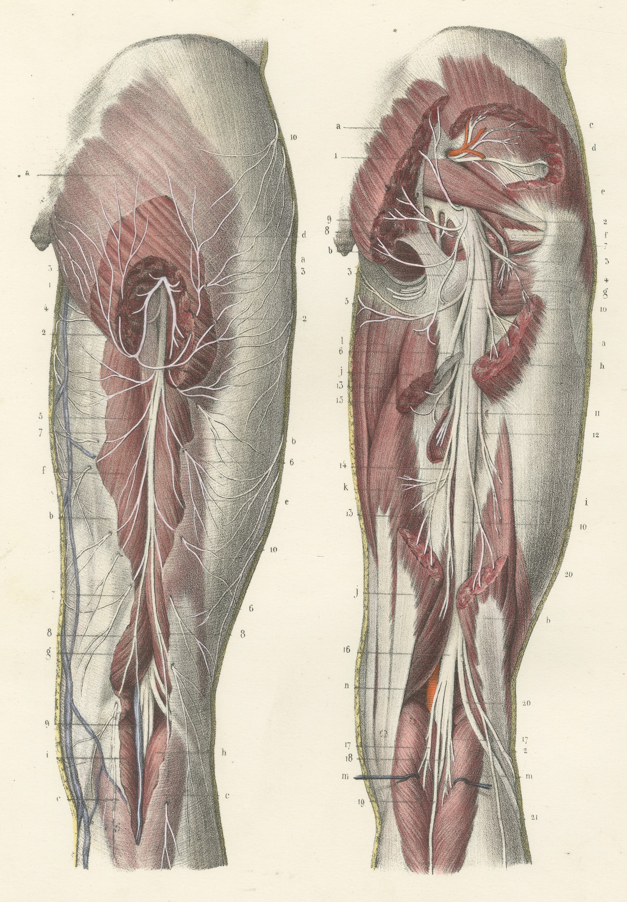 The Sciatic Nerve in the Thigh, Antique Hirschfeld Anatomy Print, 1866