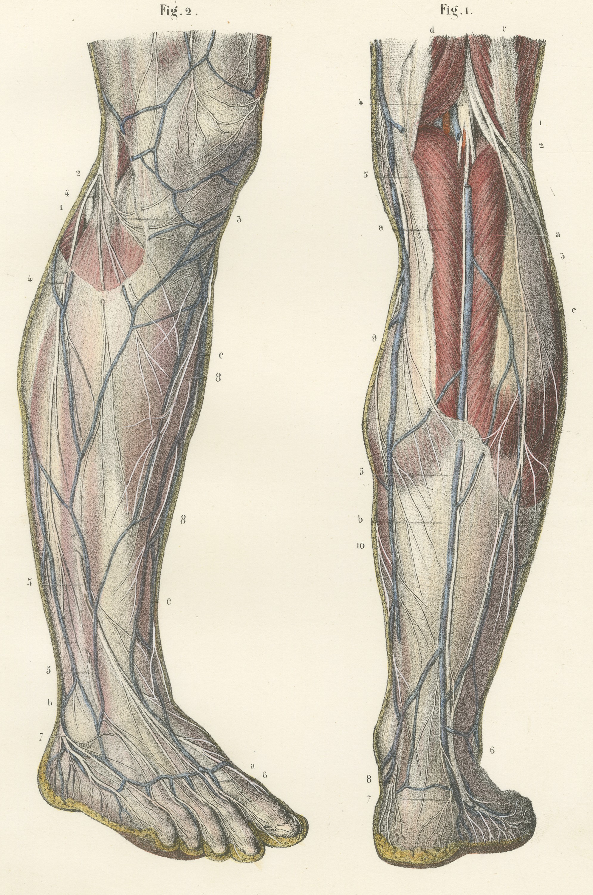 Nerves of the Leg and Foot, Antique Hirschfeld Anatomy Print, 1866