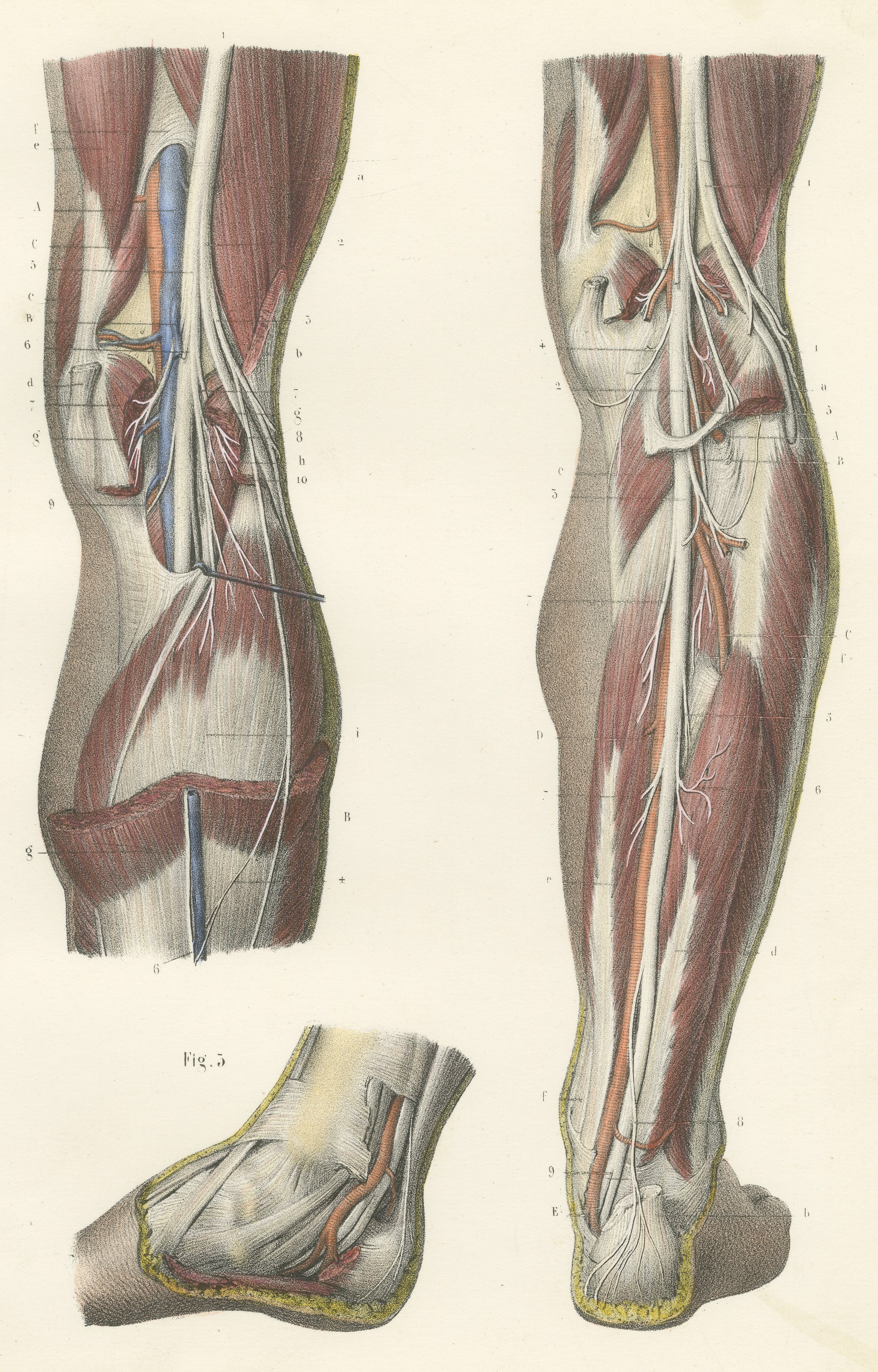 The Popliteal Region and the Calf, Antique Hirschfeld Anatomy Print, 1866