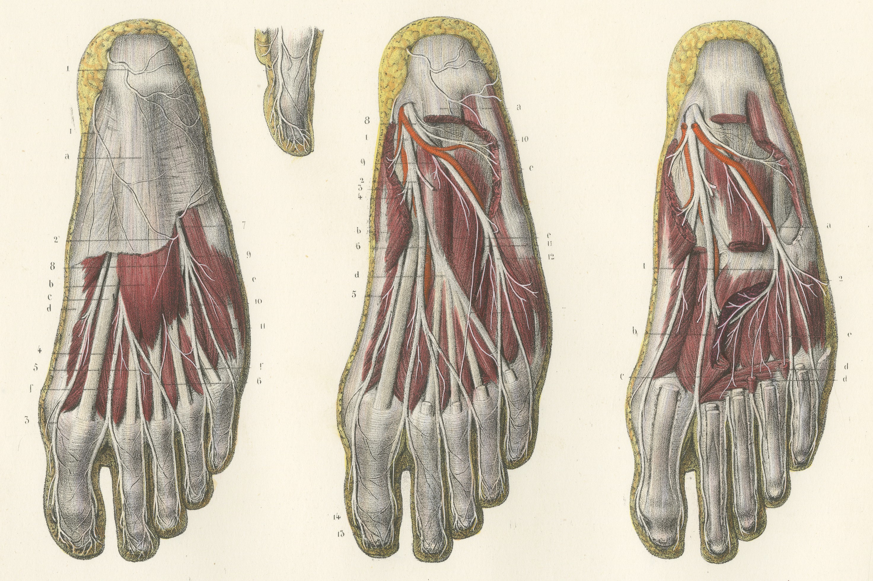 The Sole of the Foot in Four Layers, Antique Hirschfeld Anatomy Print, 1866