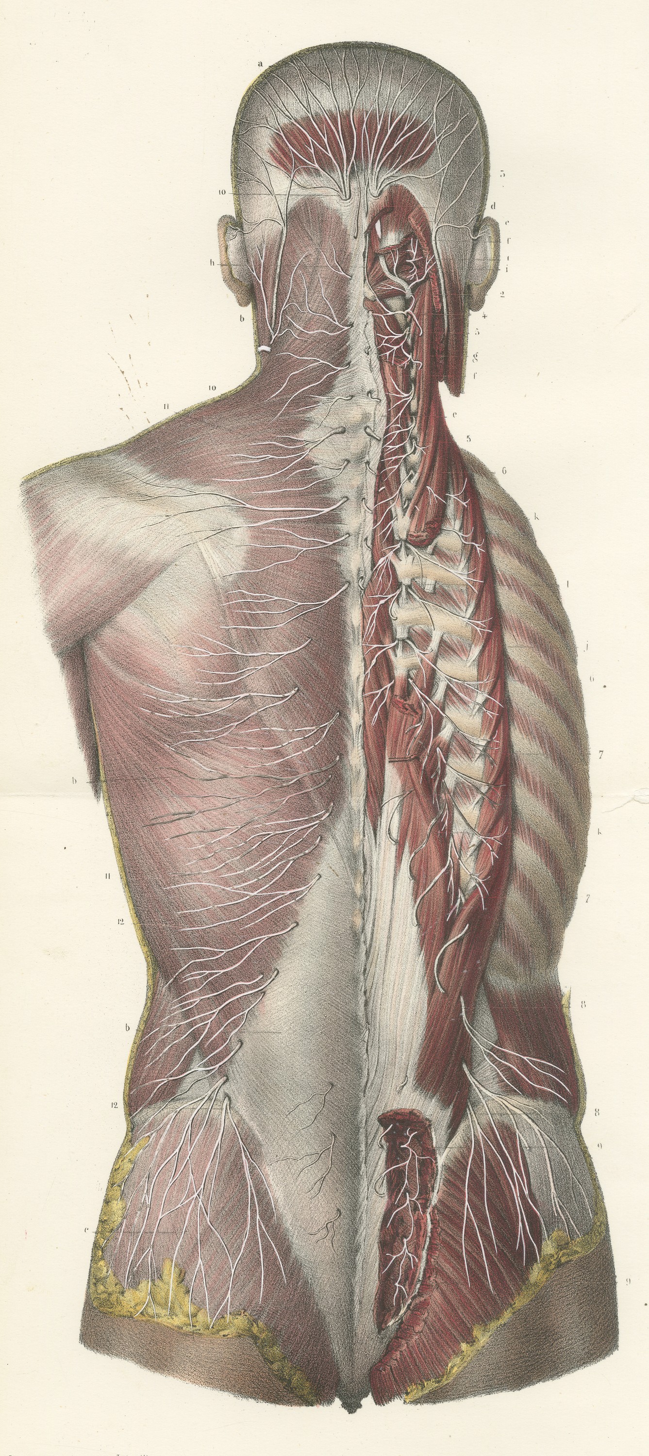 Nerves of the Whole Back, Hirschfeld Double Folding Plate, 1866