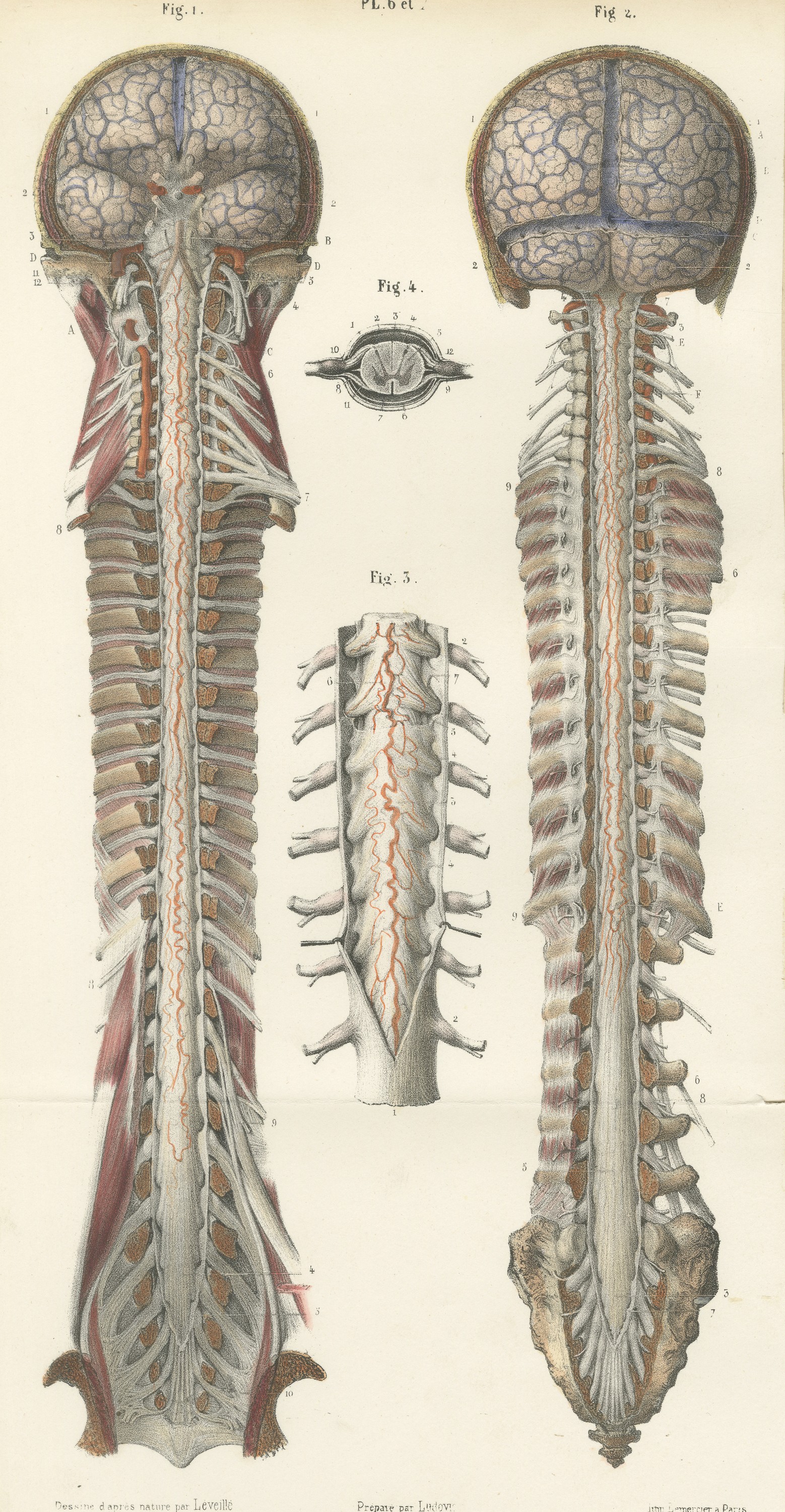 Arteries of the Brain and Spinal Cord, Hirschfeld Double Folding Plate, 1866