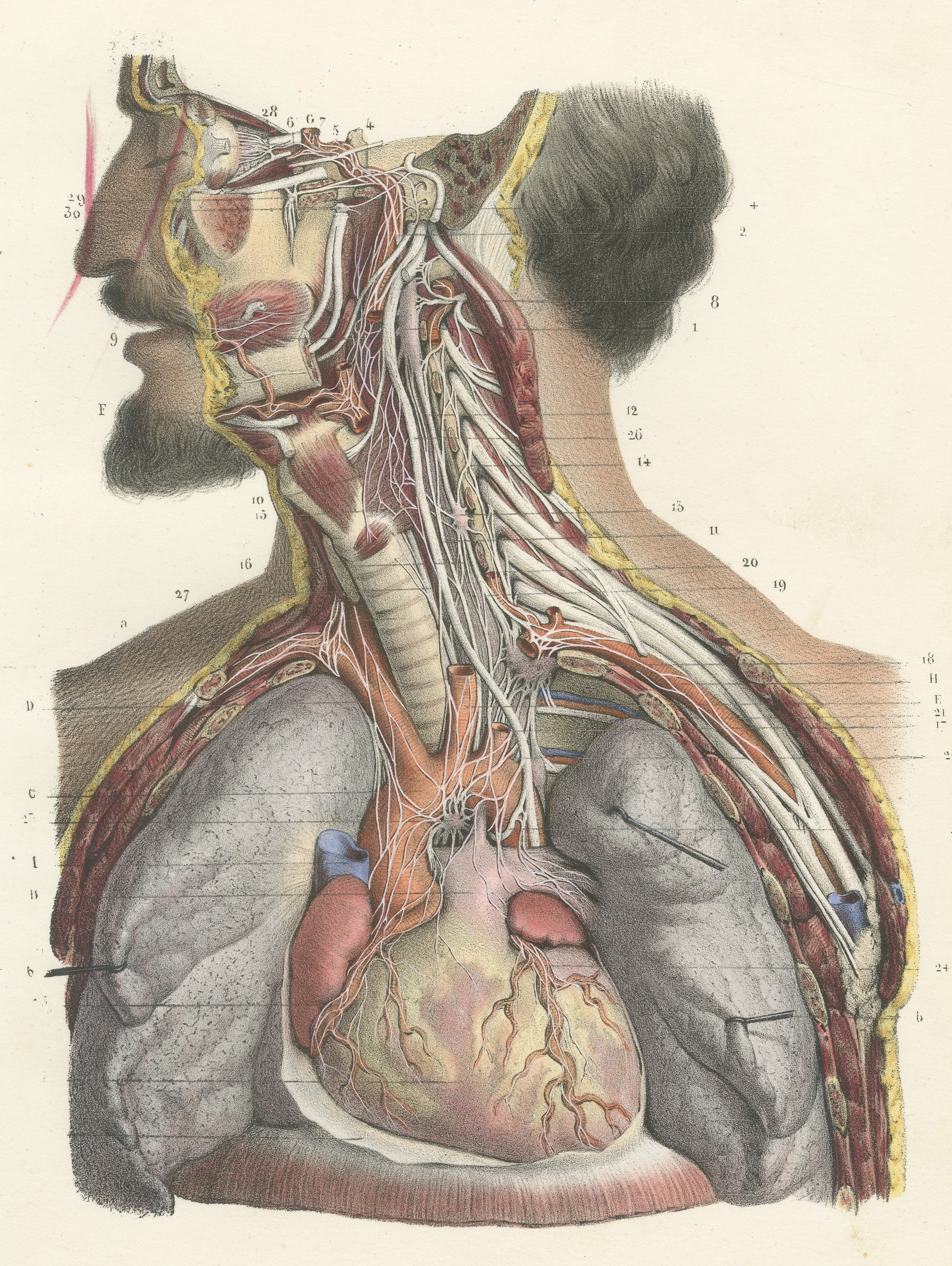 Cranial and Cervical Nerves to the Heart, Antique Hirschfeld Anatomy Print, 1866