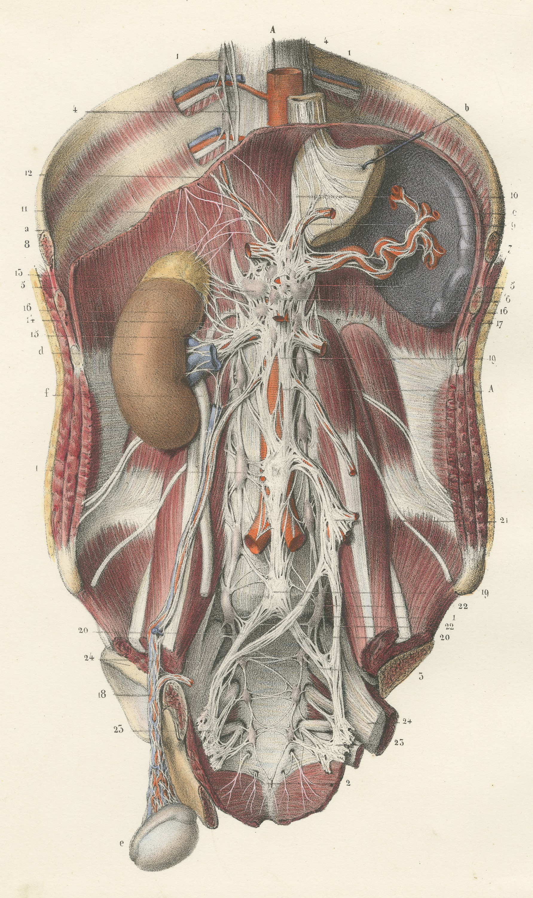 The Sympathetic Chain of the Abdomen, Antique Hirschfeld Anatomy Print, 1866