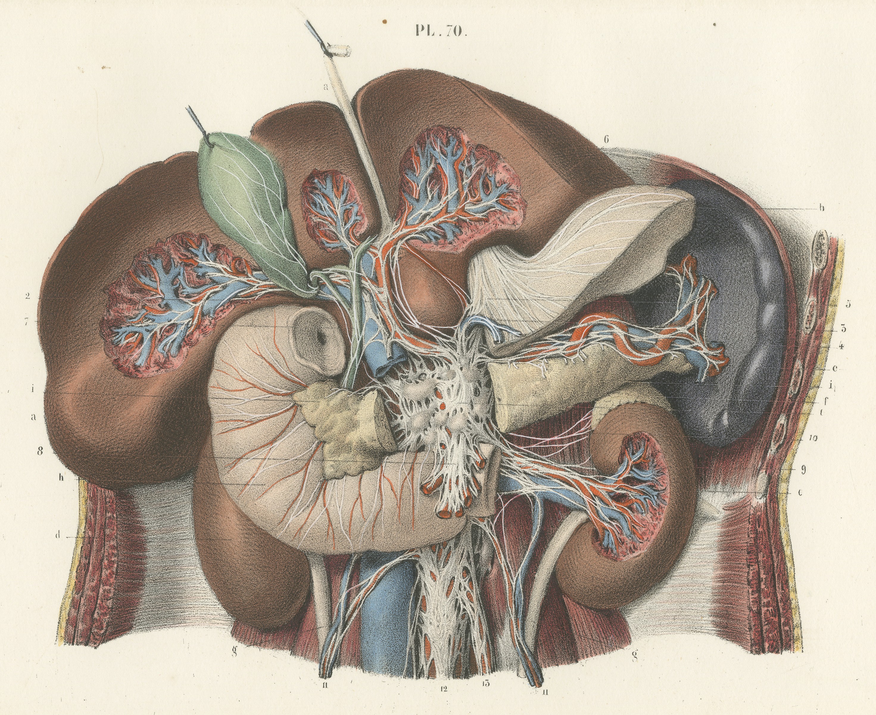 Nerves of the Stomach, Liver and Spleen, Antique Hirschfeld Anatomy Print, 1866