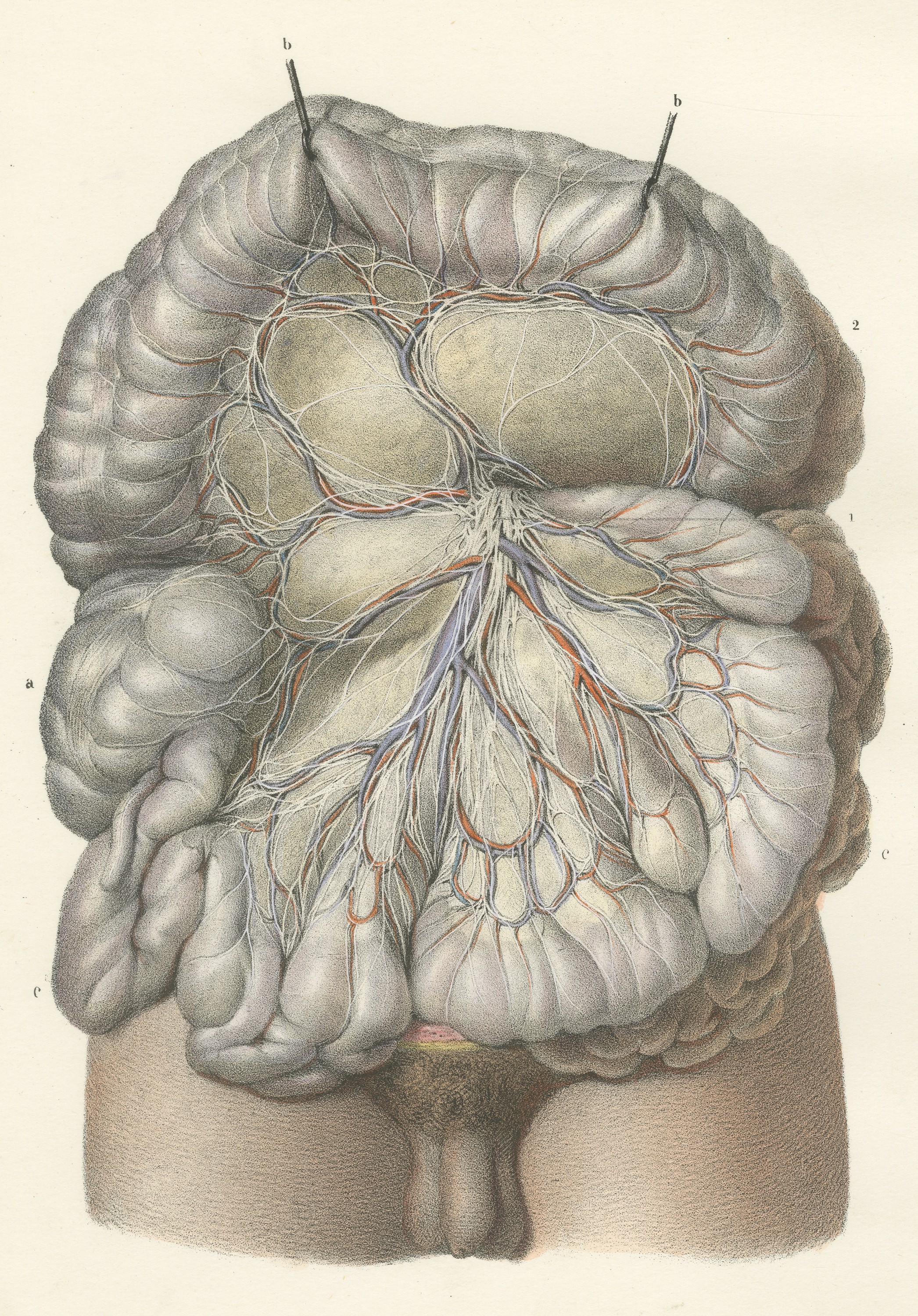 Nerves of the Mesentery and Intestine, Antique Hirschfeld Anatomy Print, 1866