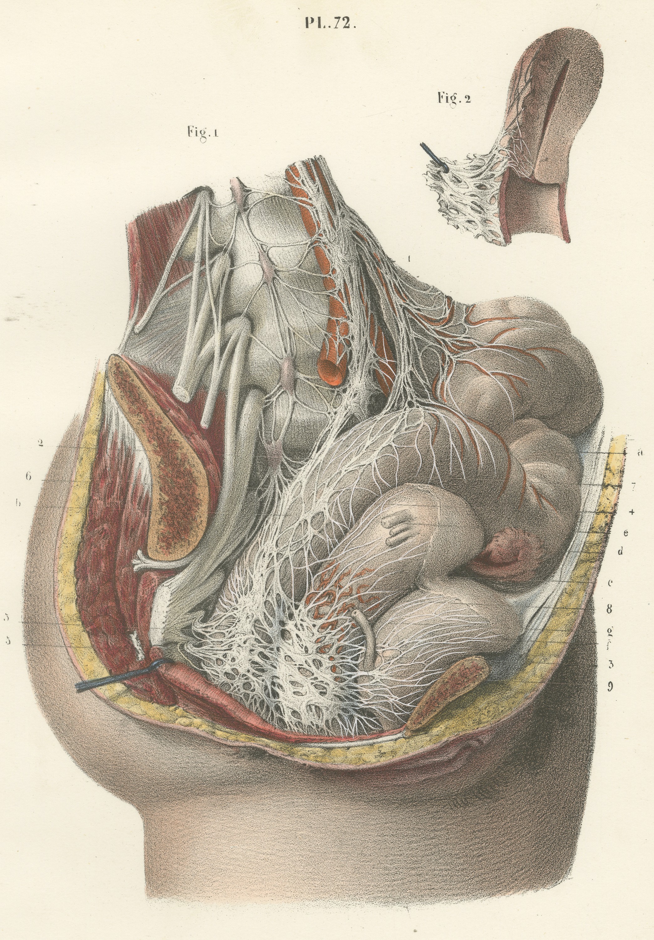 Nerves of the Male Pelvic Viscera, Antique Hirschfeld Anatomy Print, 1866