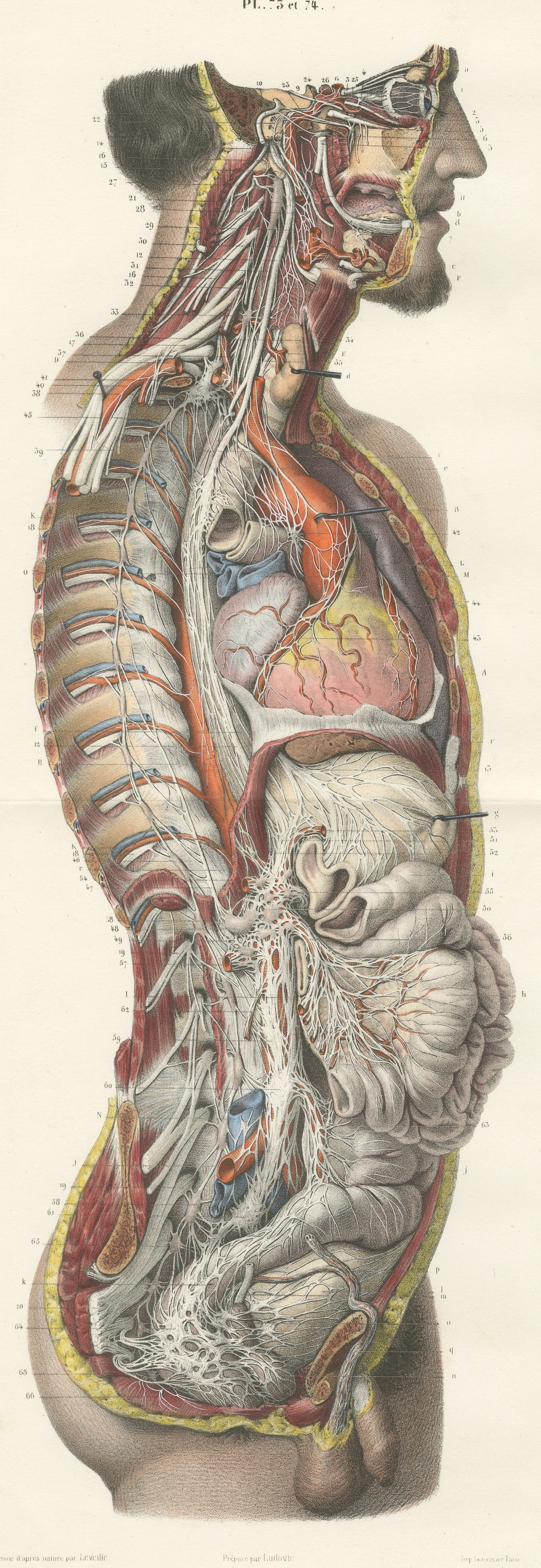 The Nervous System of the Whole Body, Hirschfeld Double Folding Plate, 1866