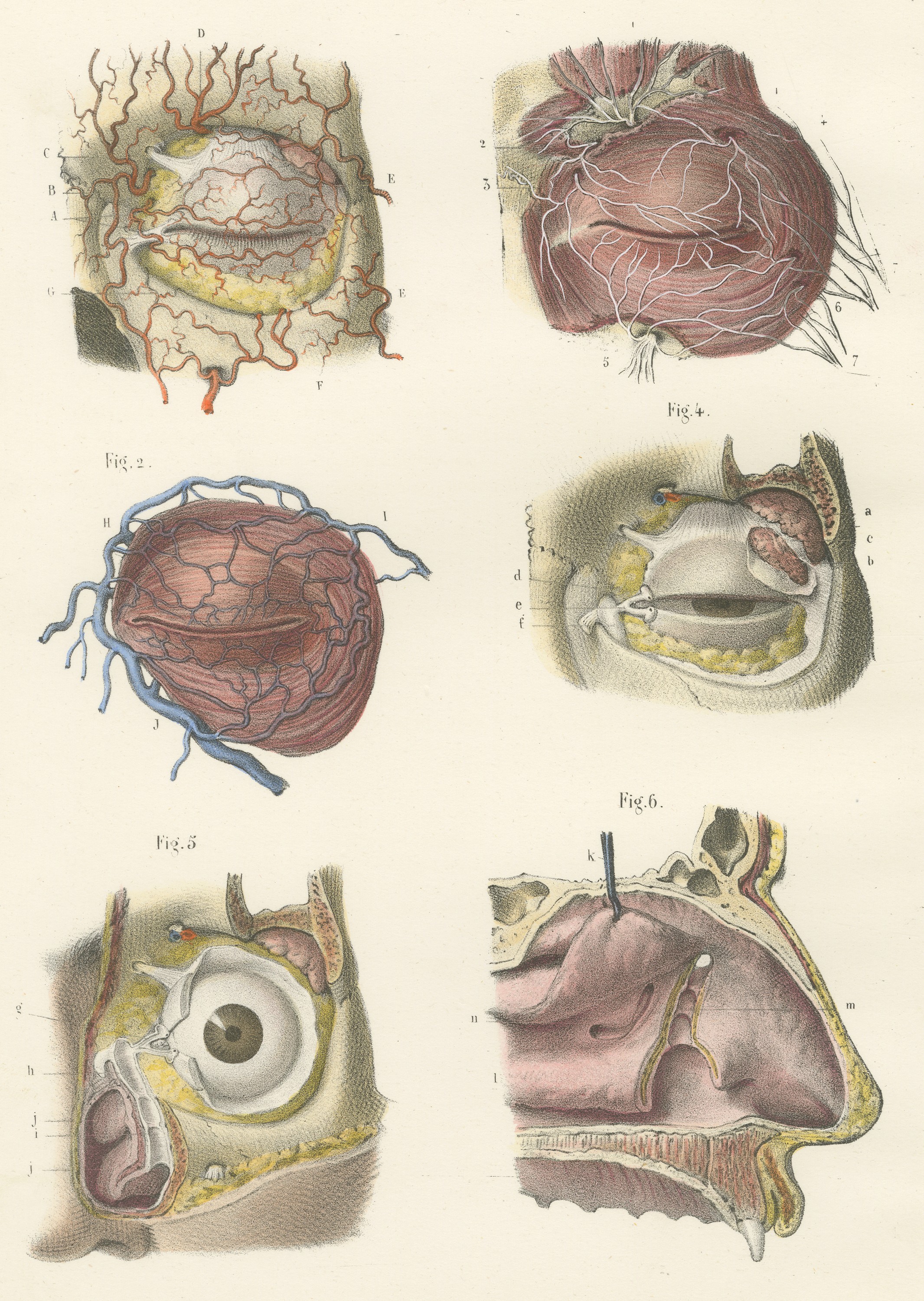 Vessels of the Eyelids and Orbit, Antique Hirschfeld Anatomy Print, 1866