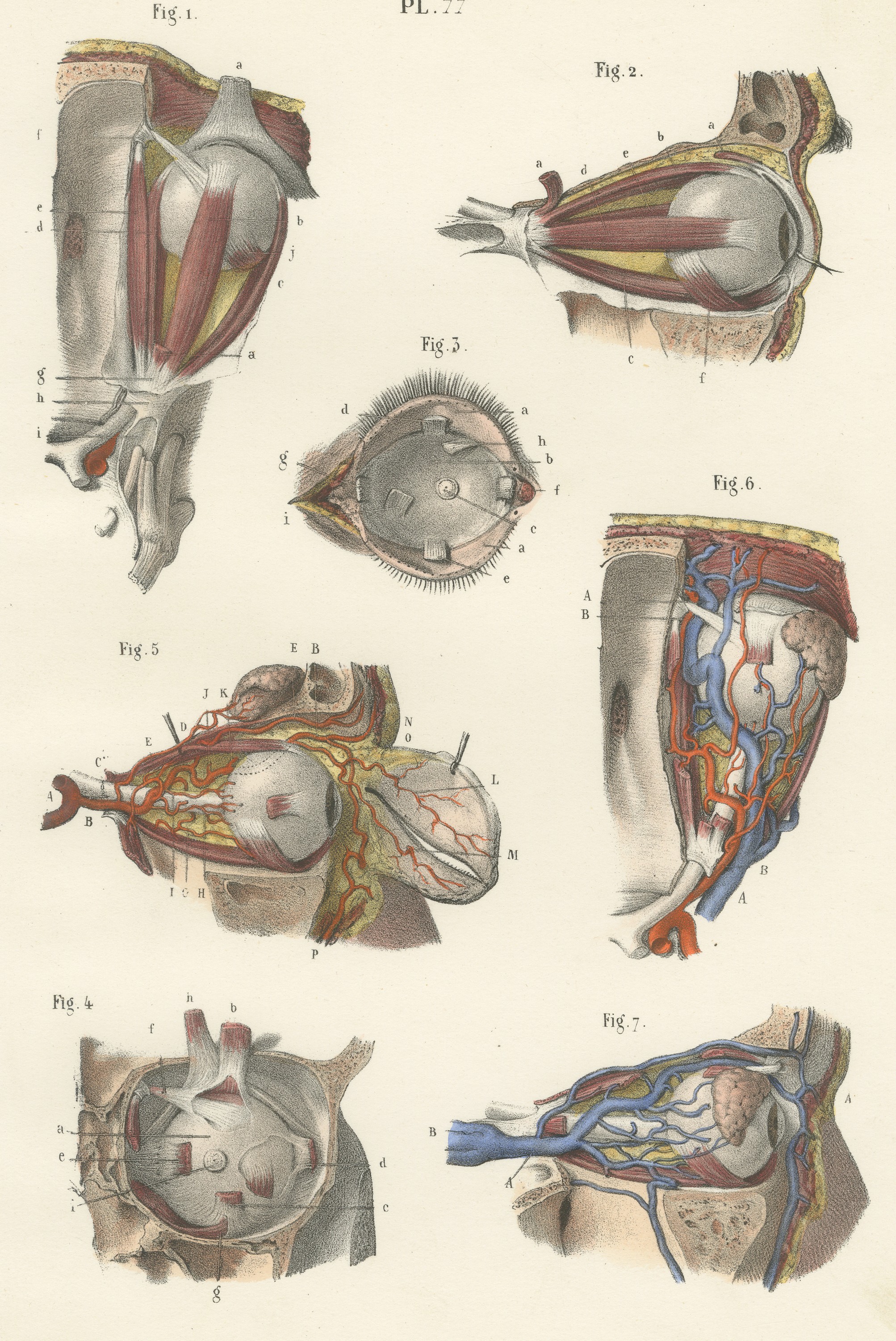The Muscles of the Eyeball, Antique Hirschfeld Anatomy Print, 1866