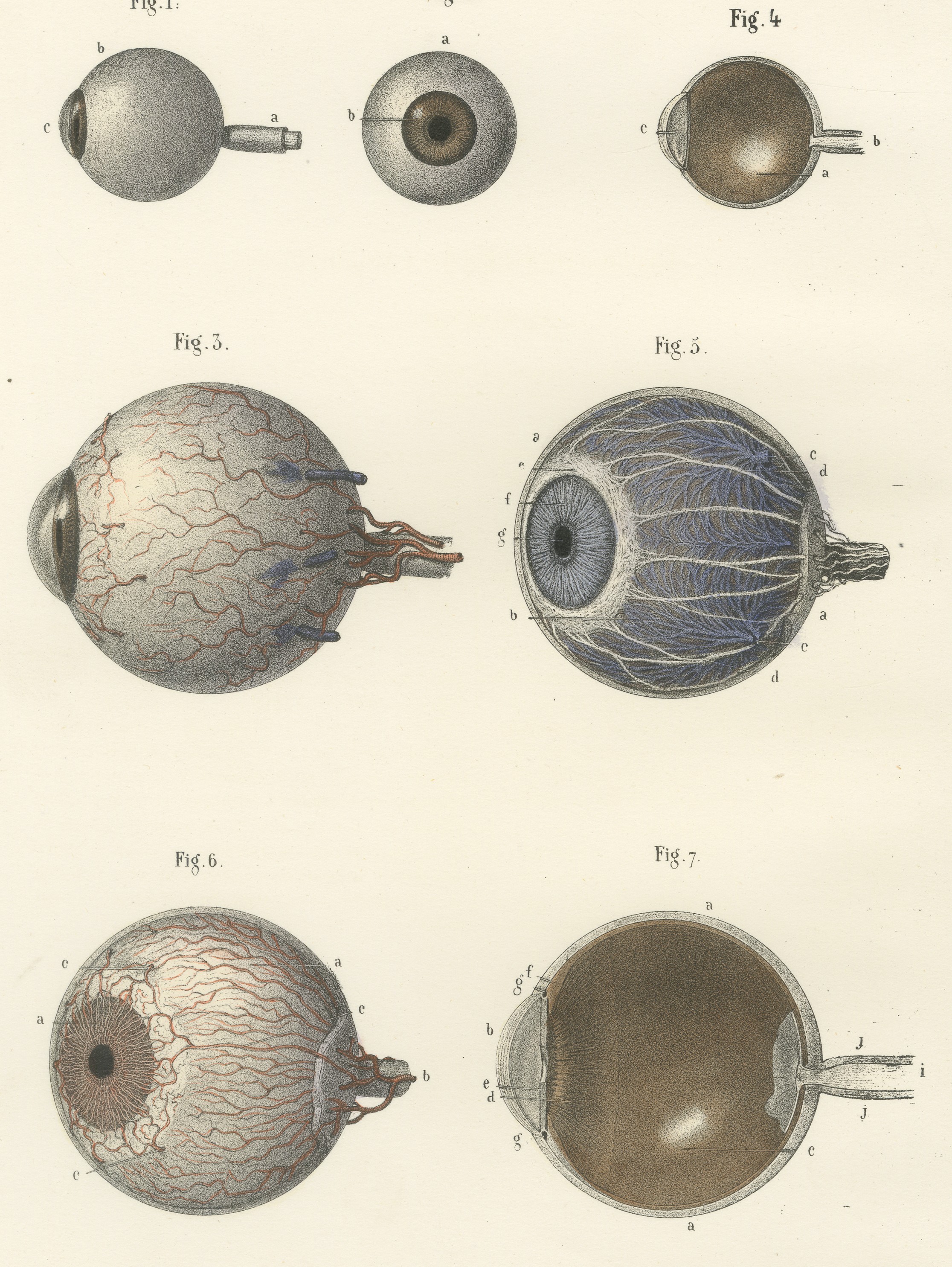 The Eyeball and Its Vessels, Antique Hirschfeld Anatomy Print, 1866