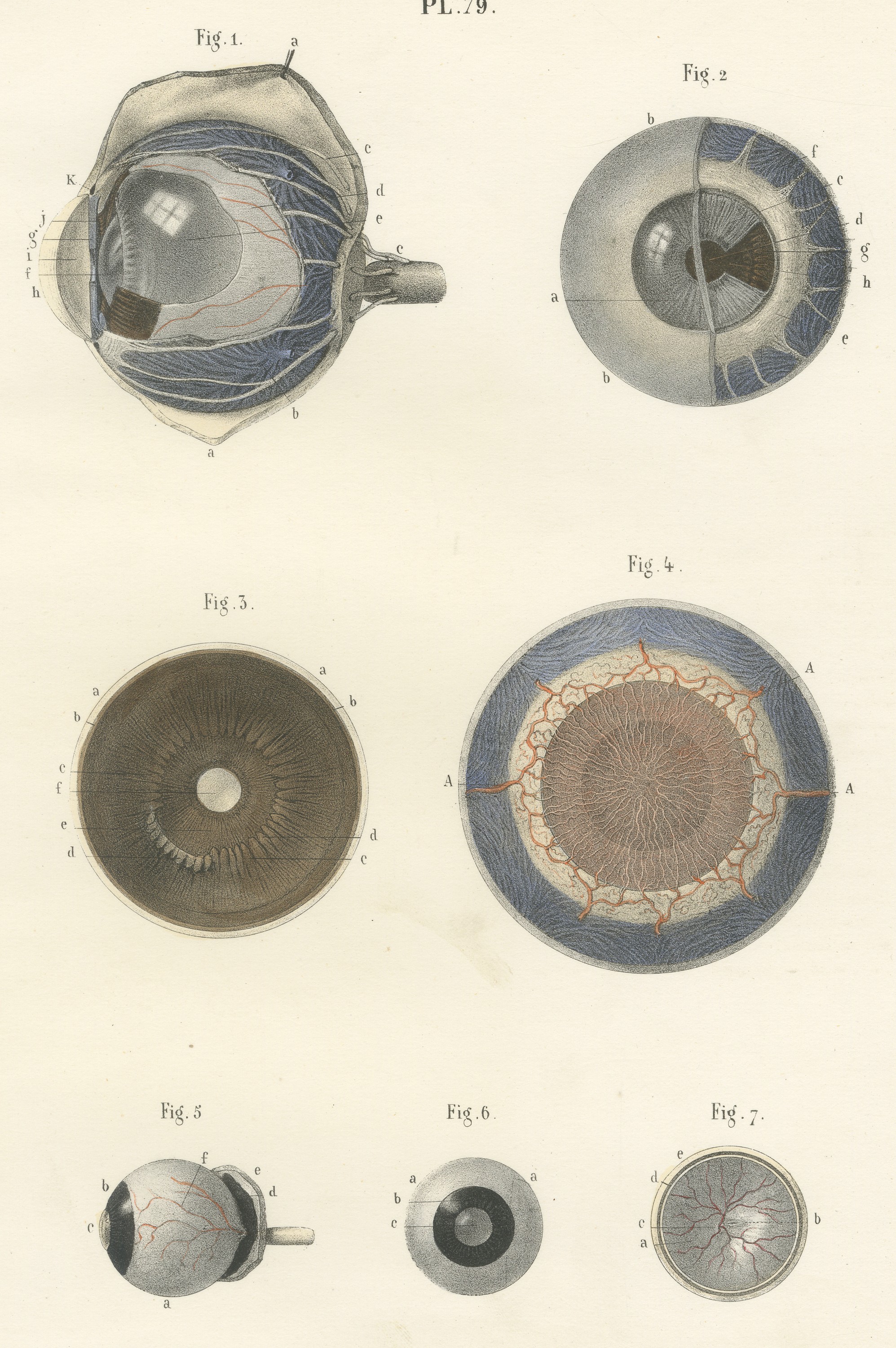 The Choroid, Iris and Retina, Antique Hirschfeld Anatomy Print, 1866
