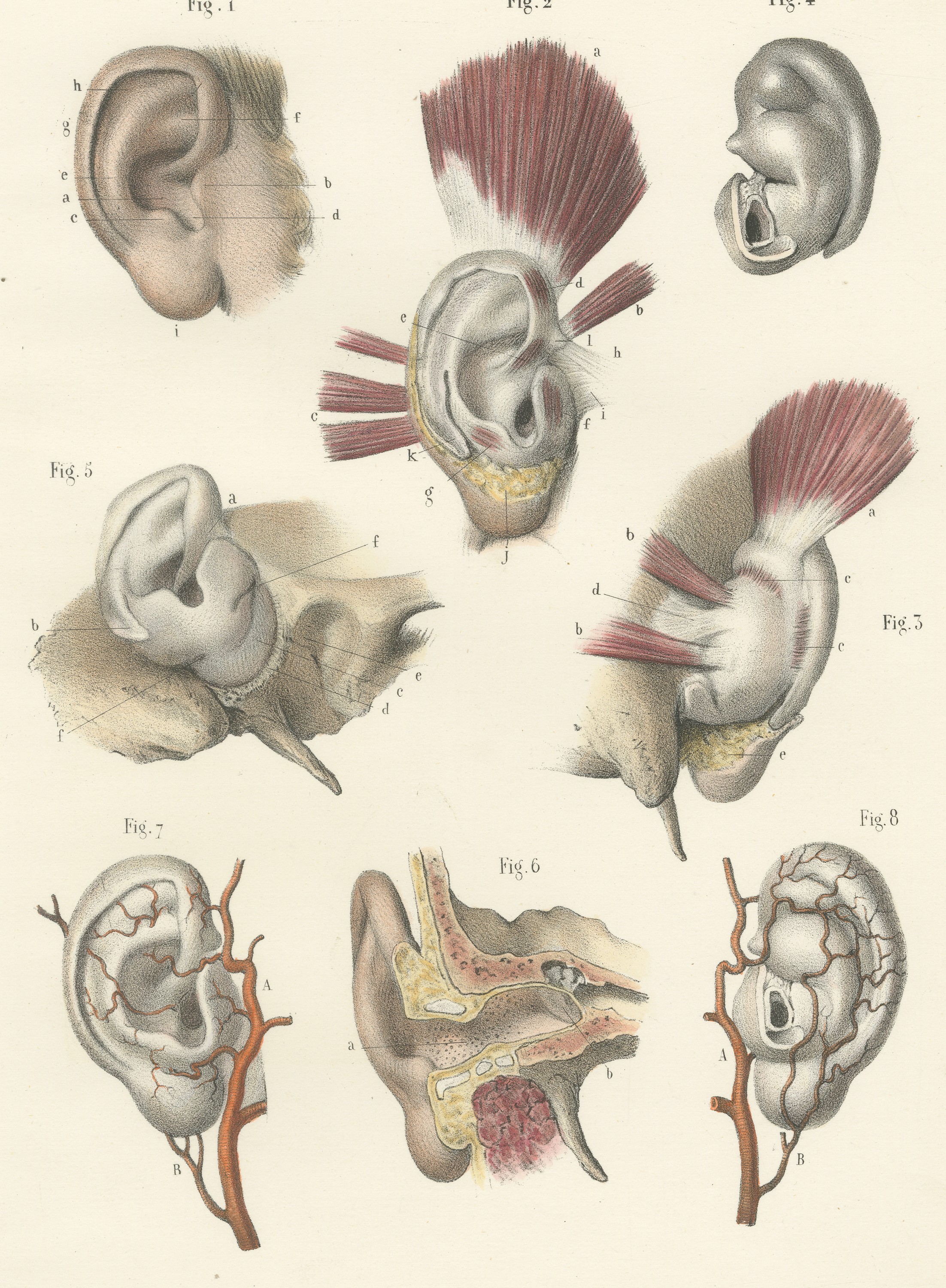 The External Ear, Antique Hirschfeld Anatomy Print, 1866