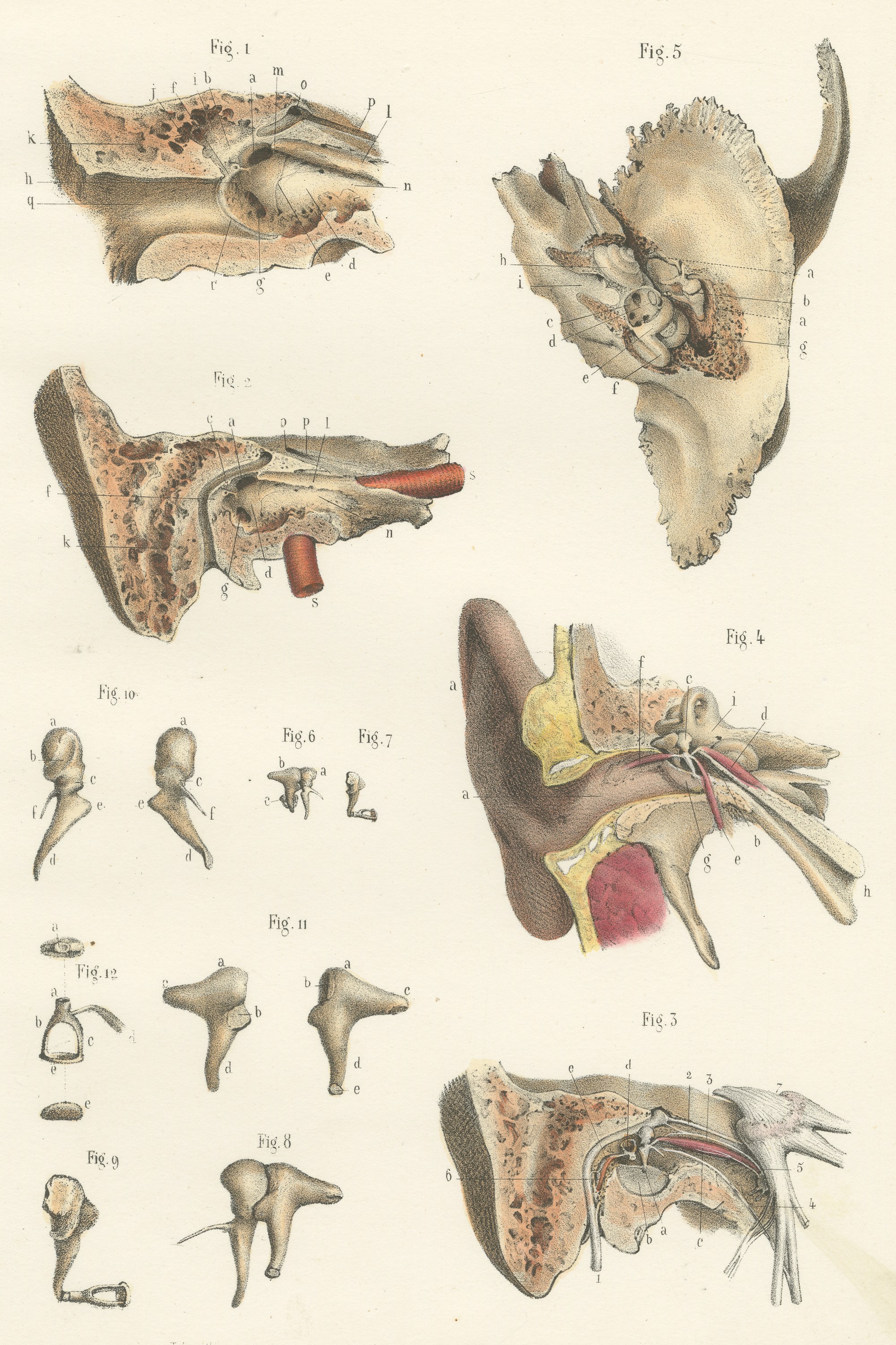 The Middle Ear and the Ossicles, Antique Hirschfeld Anatomy Print, 1866