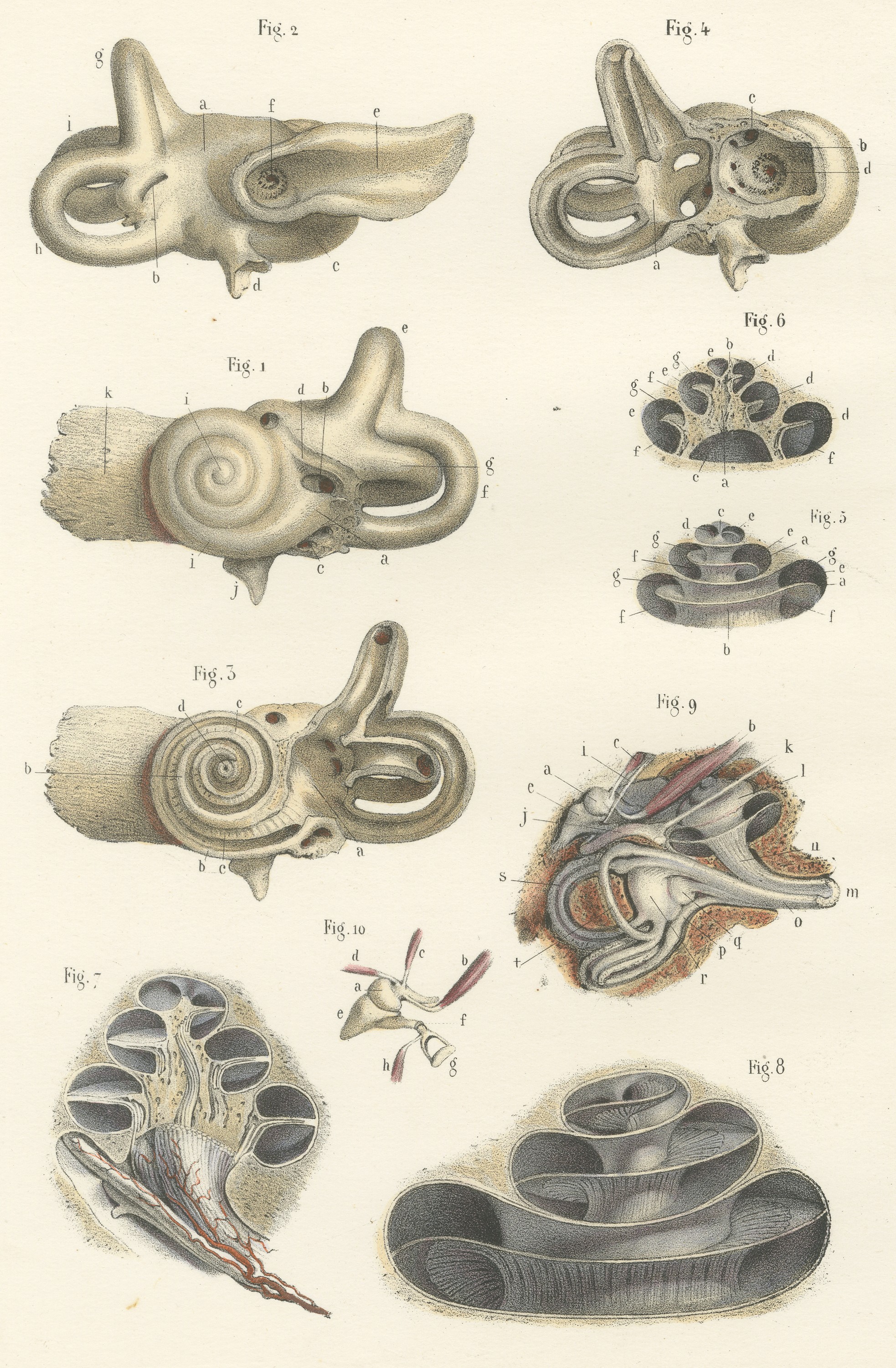 The Bony Labyrinth and Cochlea, Antique Hirschfeld Anatomy Print, 1866