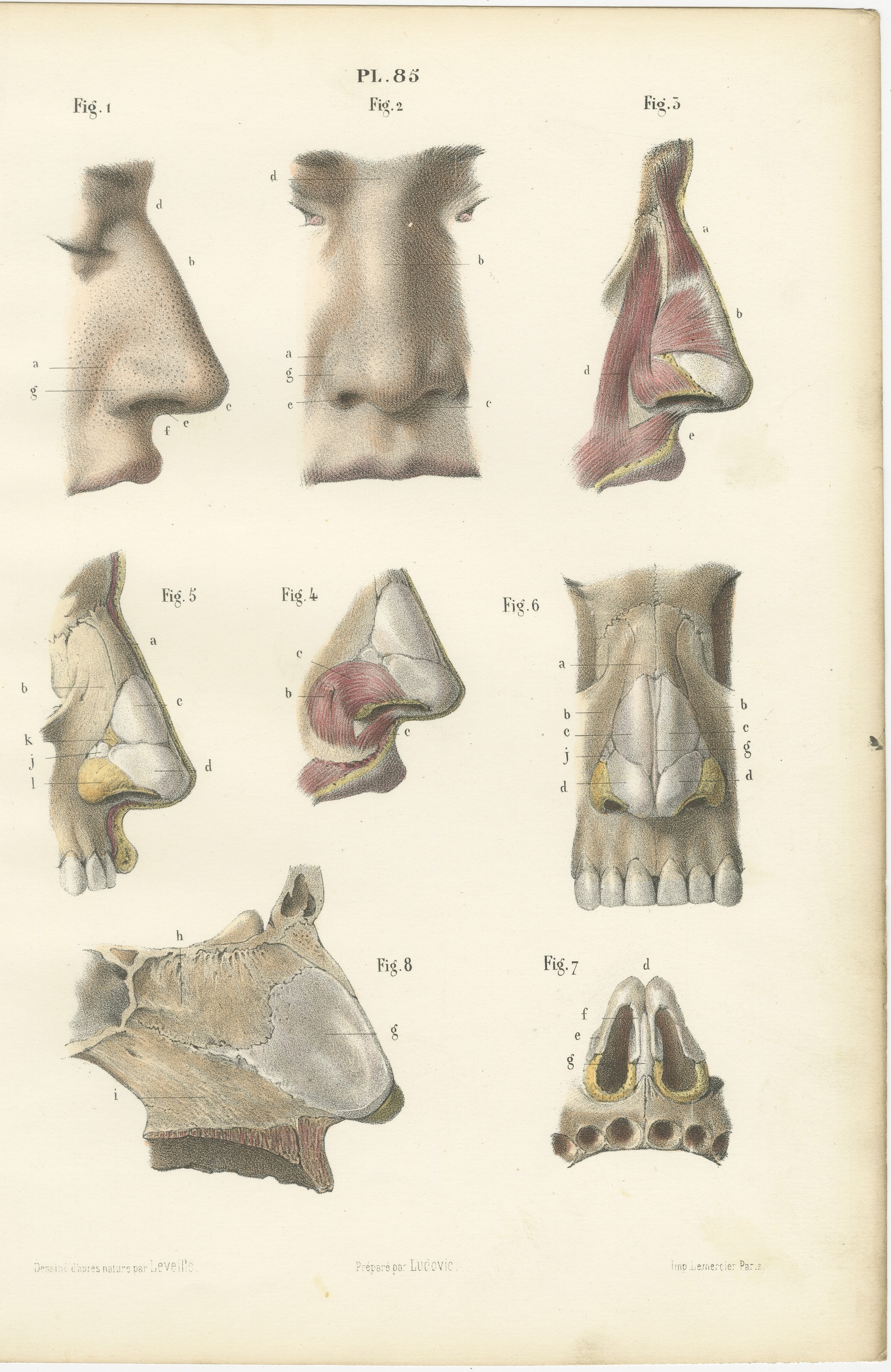 The External Nose and Its Cartilages, Antique Hirschfeld Anatomy Print, 1866