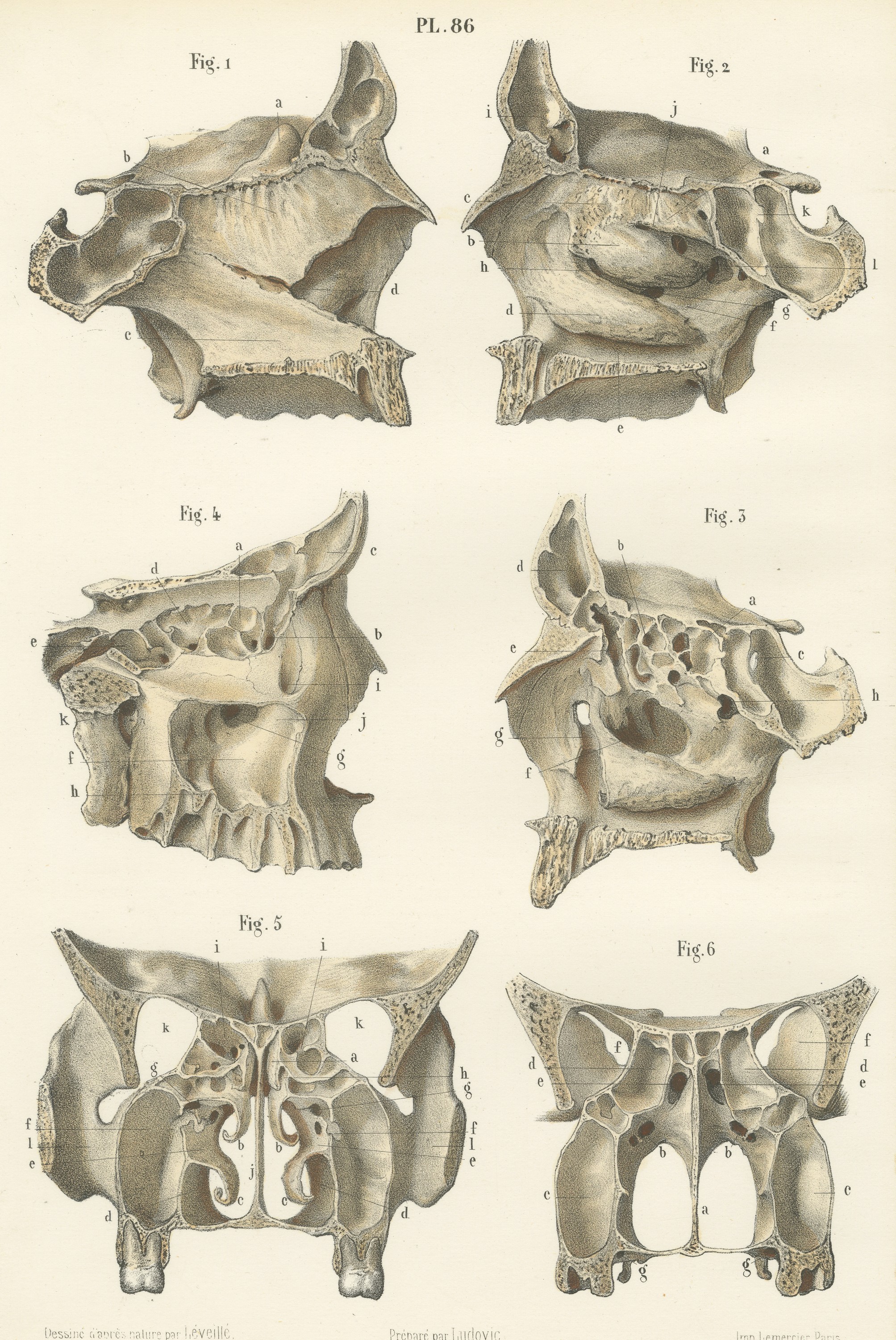 The Bony Nasal Cavity, Antique Hirschfeld Anatomy Print, 1866