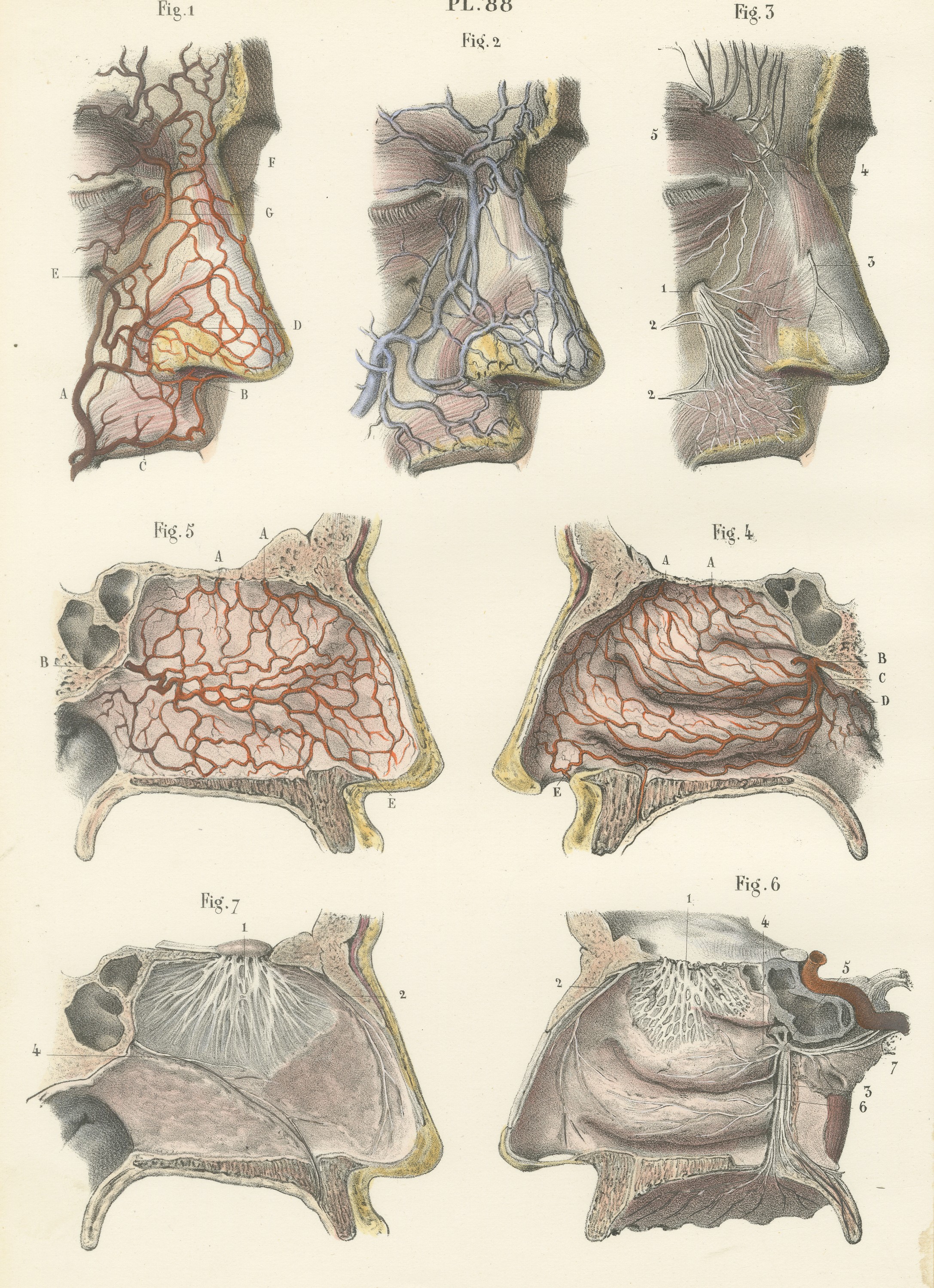 Vessels and Olfactory Nerves of the Nose, Antique Hirschfeld Anatomy Print, 1866