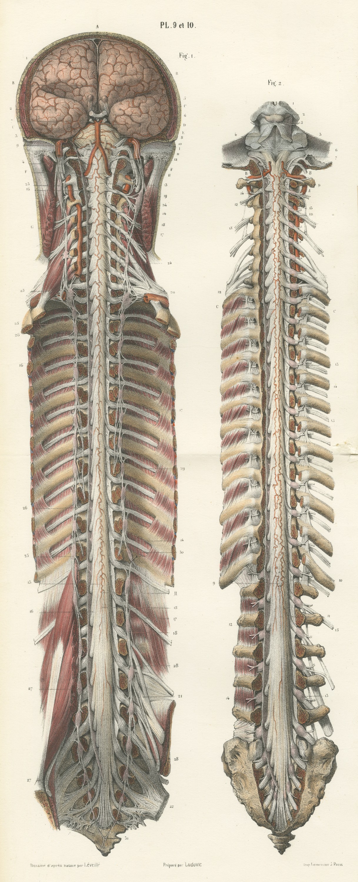 Brain and Spinal Cord with the Spinal Nerves, Hirschfeld Folding Plate, 1866