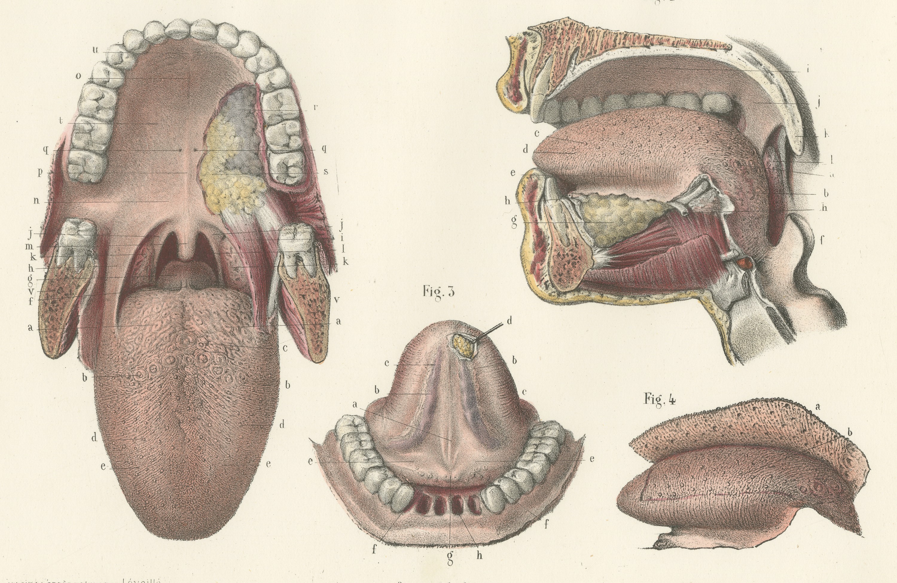 The Mouth, Tongue and Salivary Glands, Antique Hirschfeld Anatomy Print, 1866