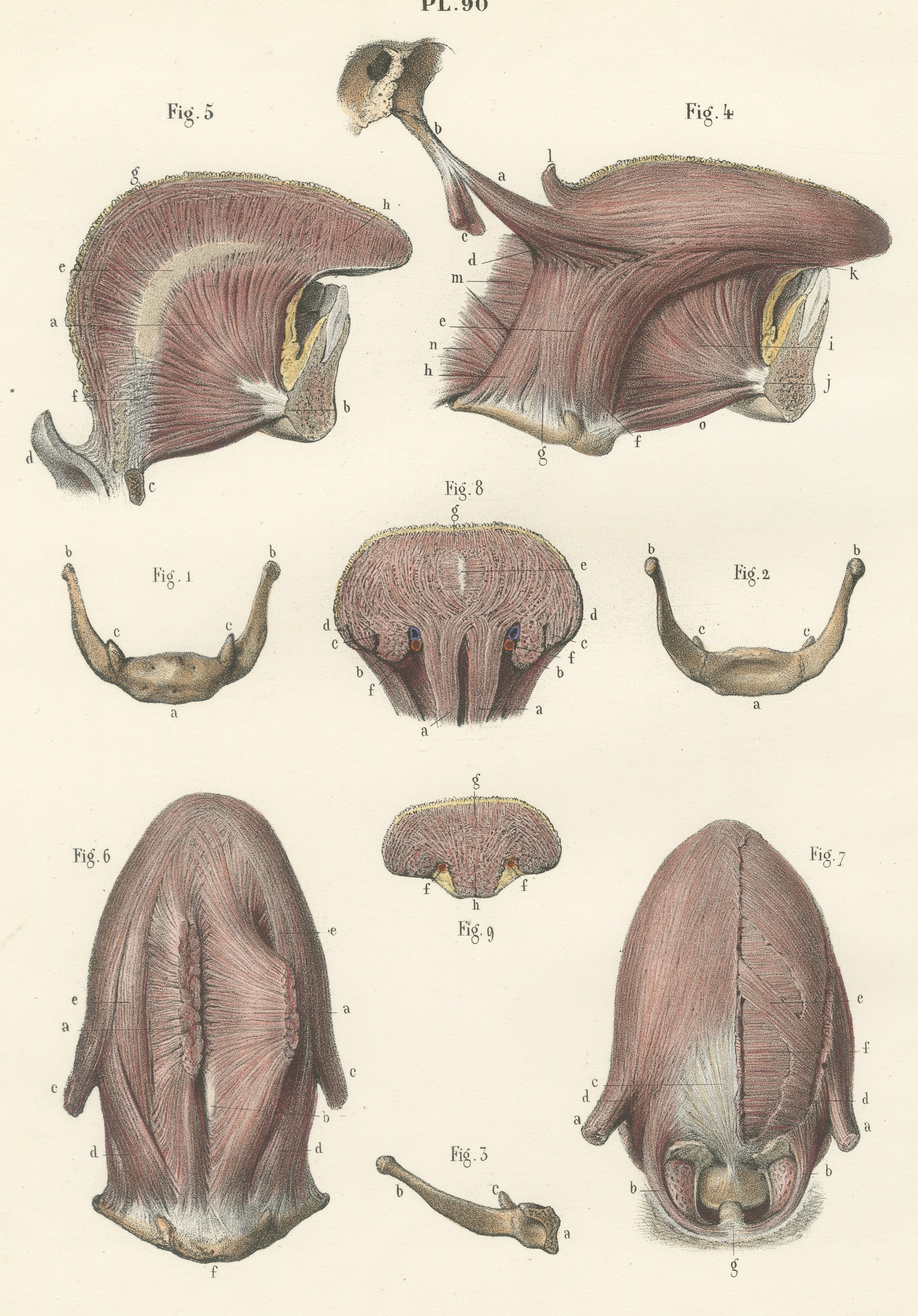 The Muscles of the Tongue and Hyoid, Antique Hirschfeld Anatomy Print, 1866