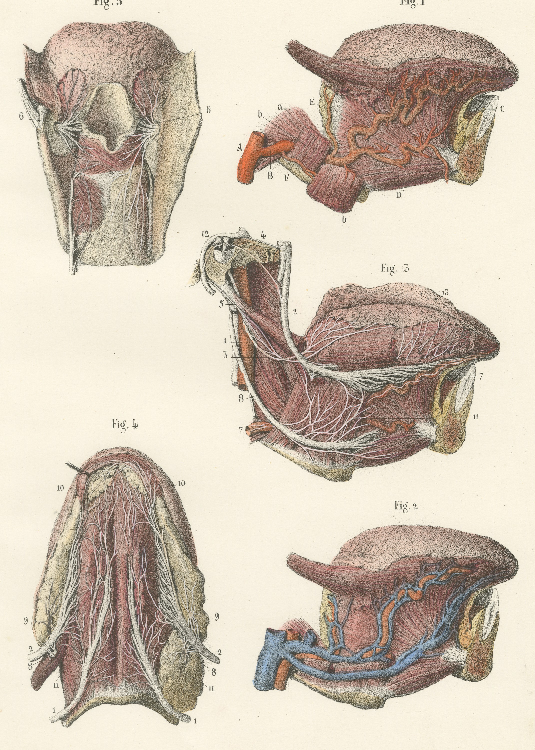 Vessels and Nerves of the Tongue, Antique Hirschfeld Anatomy Print, 1866