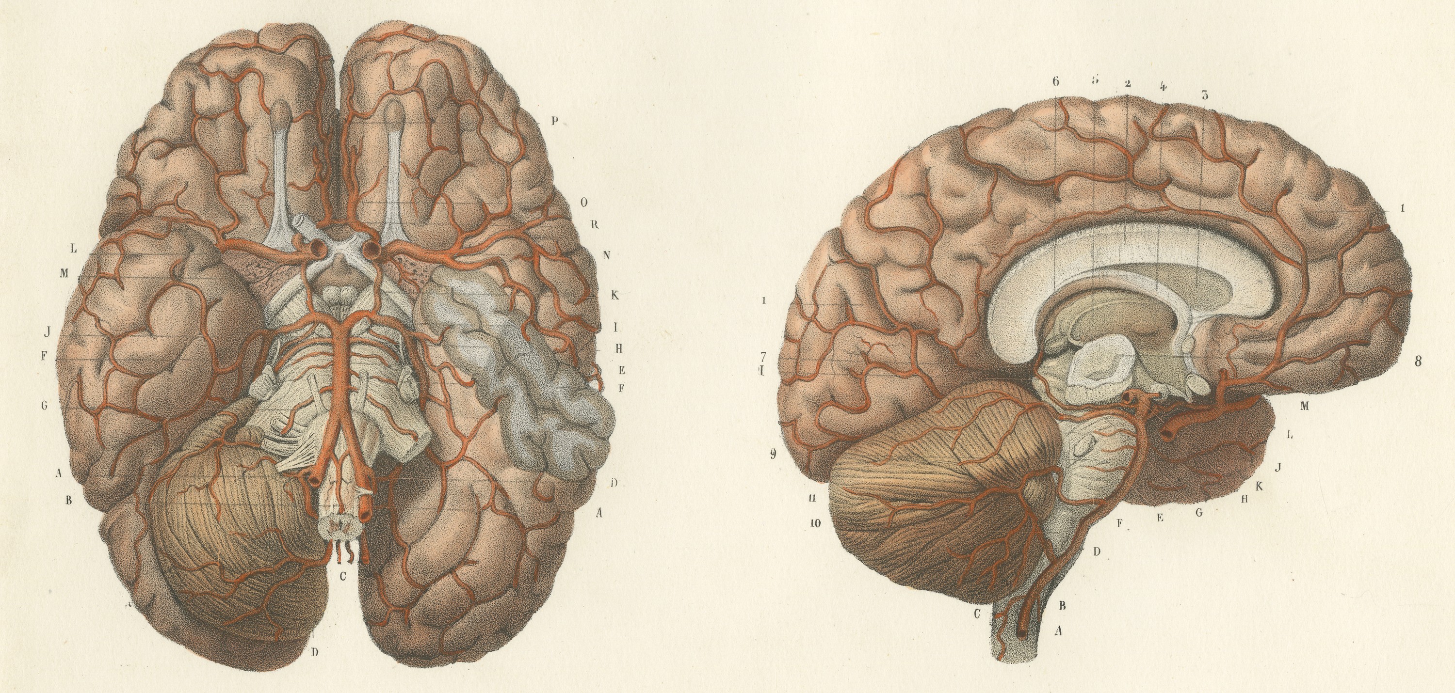 Arteries of the Brain, Antique Hirschfeld Anatomy Print, 1866