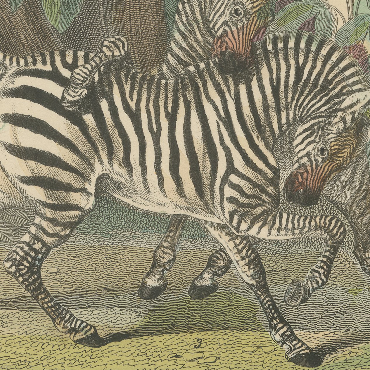Antique Horse and Zebra Print with the Extinct Quagga, Kolb Mammals, circa 1890, view 3
