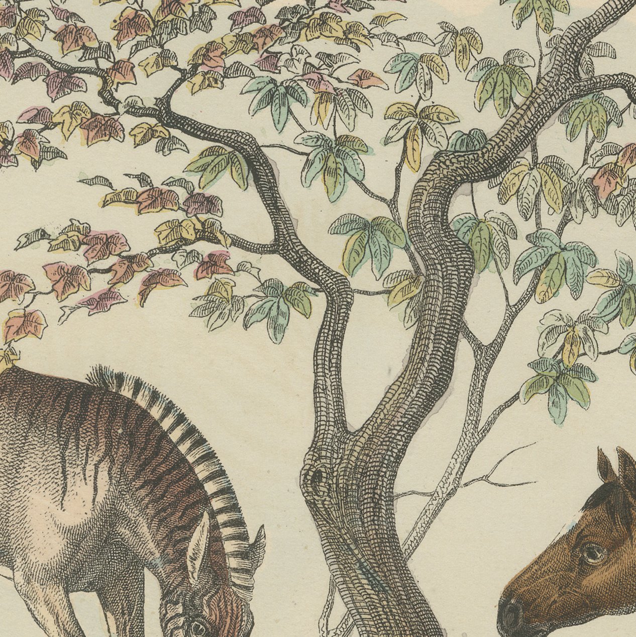 Antique Horse and Zebra Print with the Extinct Quagga, Kolb Mammals, circa 1890, view 5