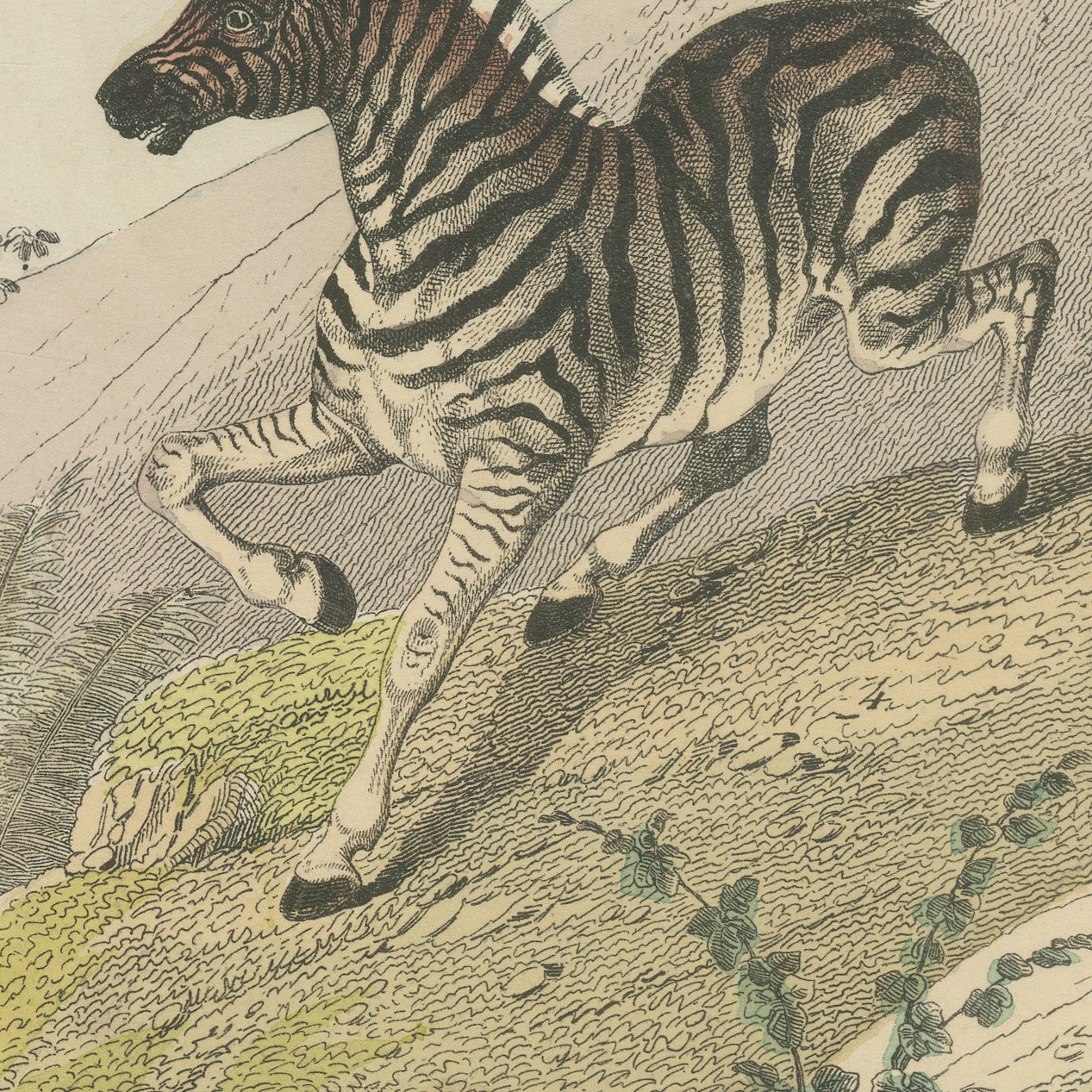 Antique Horse and Zebra Print with the Extinct Quagga, Kolb Mammals, circa 1890, view 6