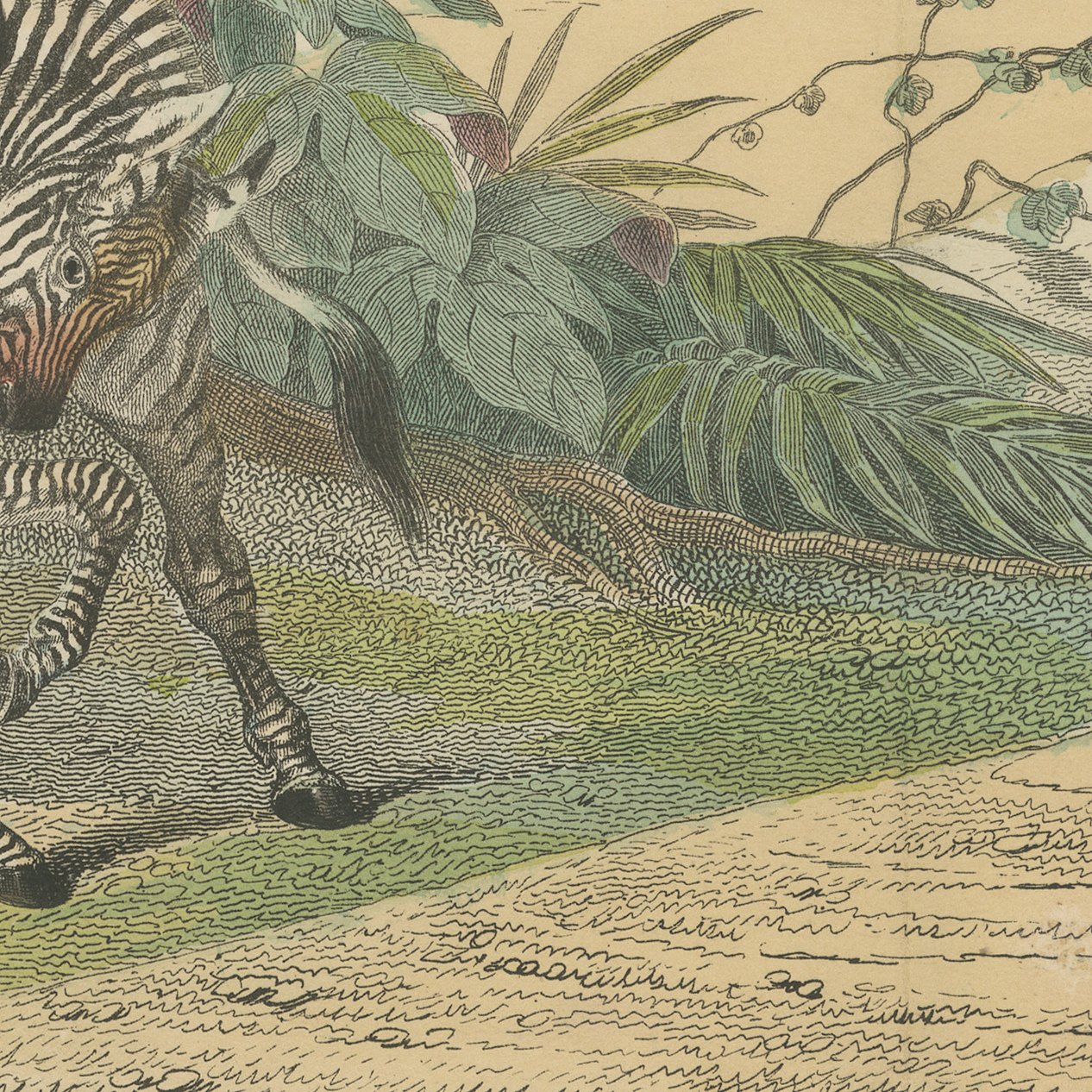 Antique Horse and Zebra Print with the Extinct Quagga, Kolb Mammals, circa 1890, view 7