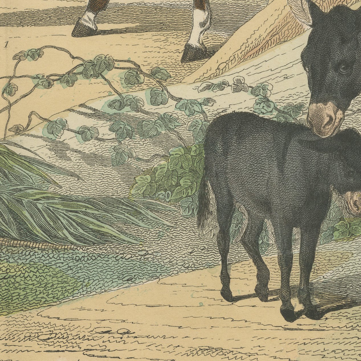 Antique Horse and Zebra Print with the Extinct Quagga, Kolb Mammals, circa 1890, view 9