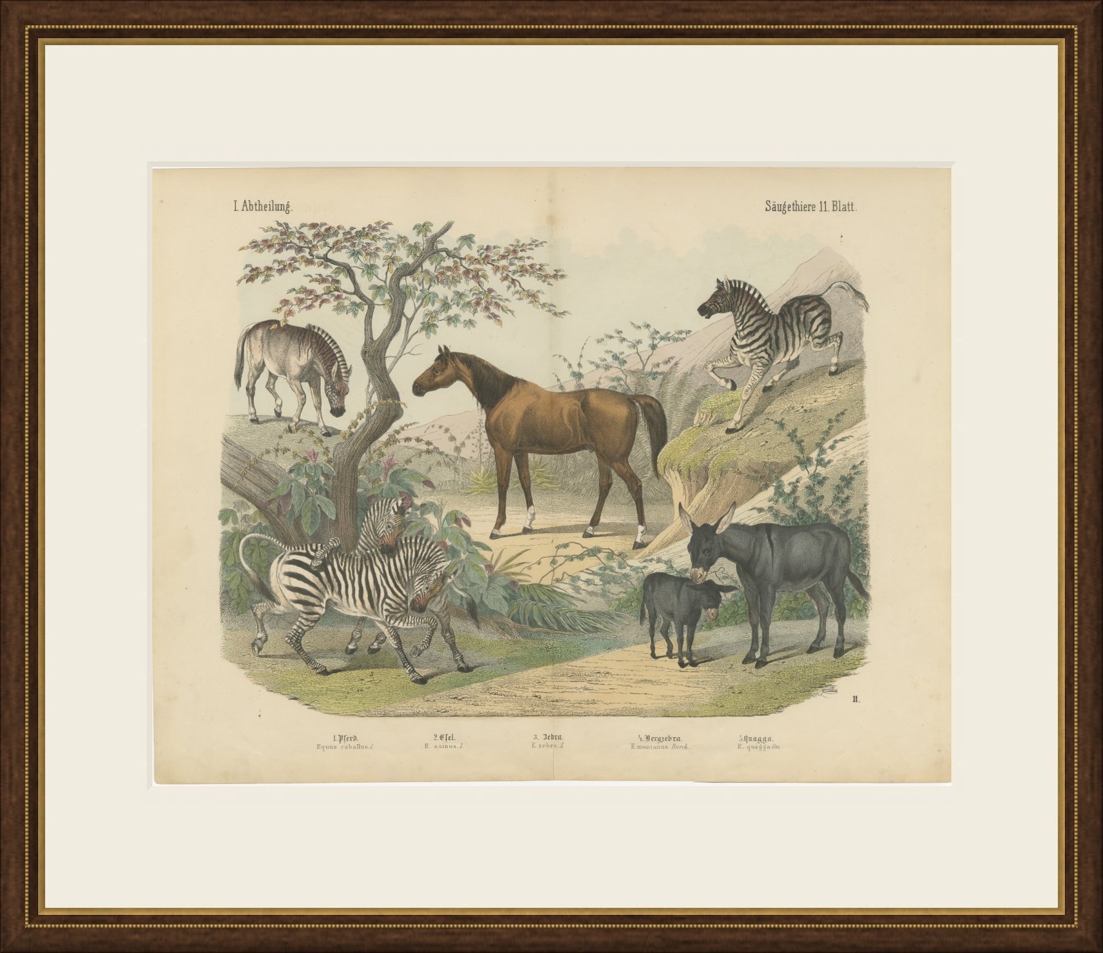 Antique Horse and Zebra Print with the Extinct Quagga, Kolb Mammals, circa 1890, view 2