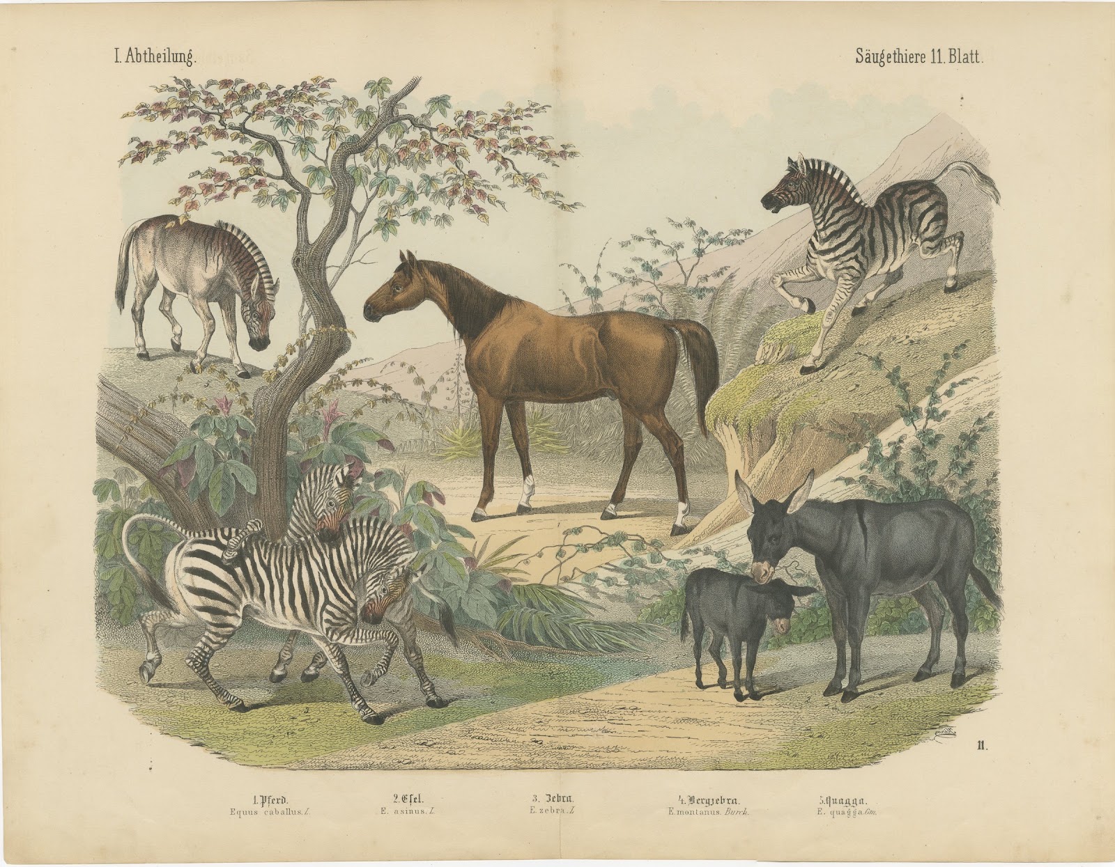 Antique Horse and Zebra Print with the Extinct Quagga, Kolb Mammals, circa 1890