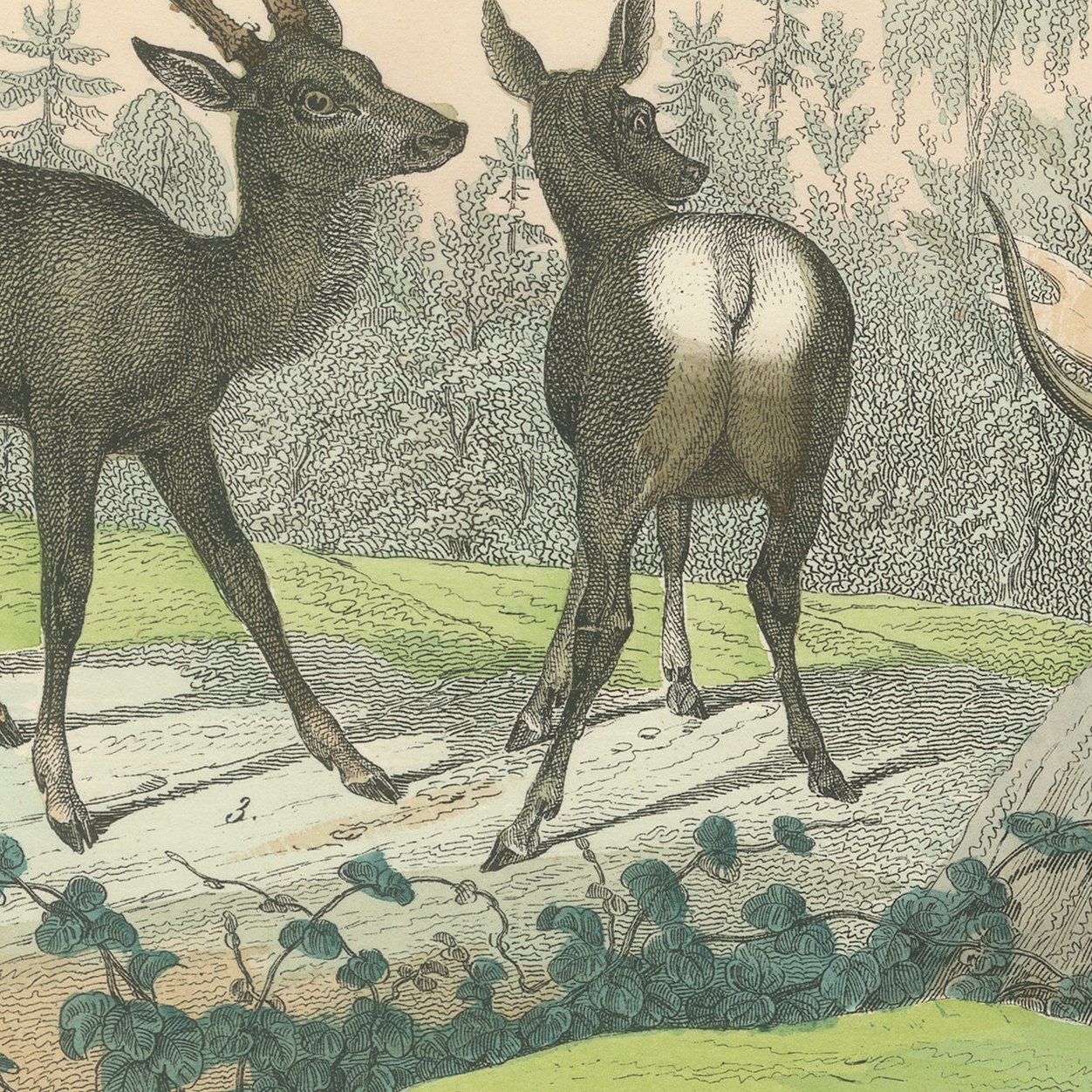 Antique Deer Print with Elk, Reindeer and Red Deer Stag, Kolb, circa 1890, view 7