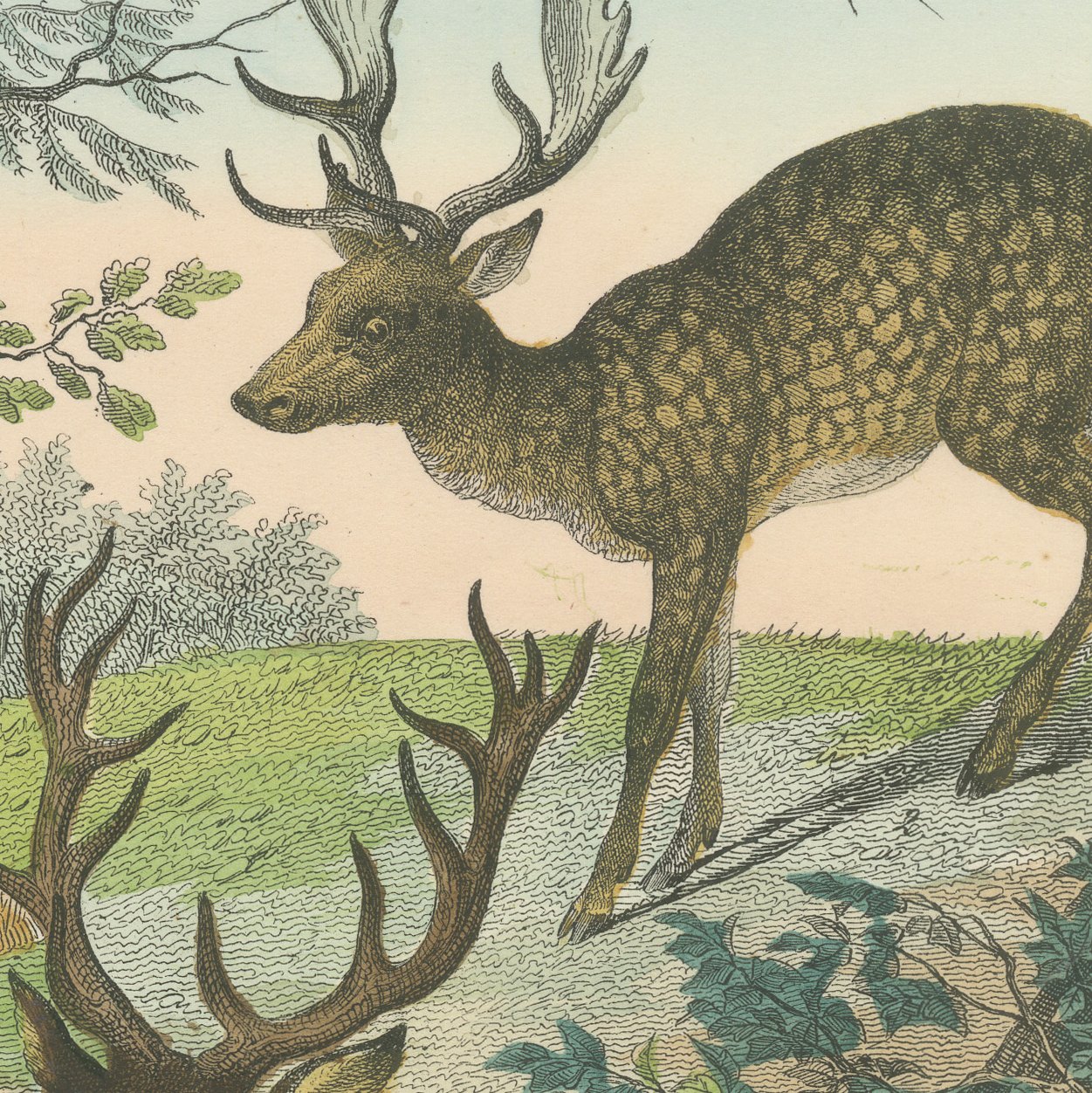 Antique Deer Print with Elk, Reindeer and Red Deer Stag, Kolb, circa 1890, view 8