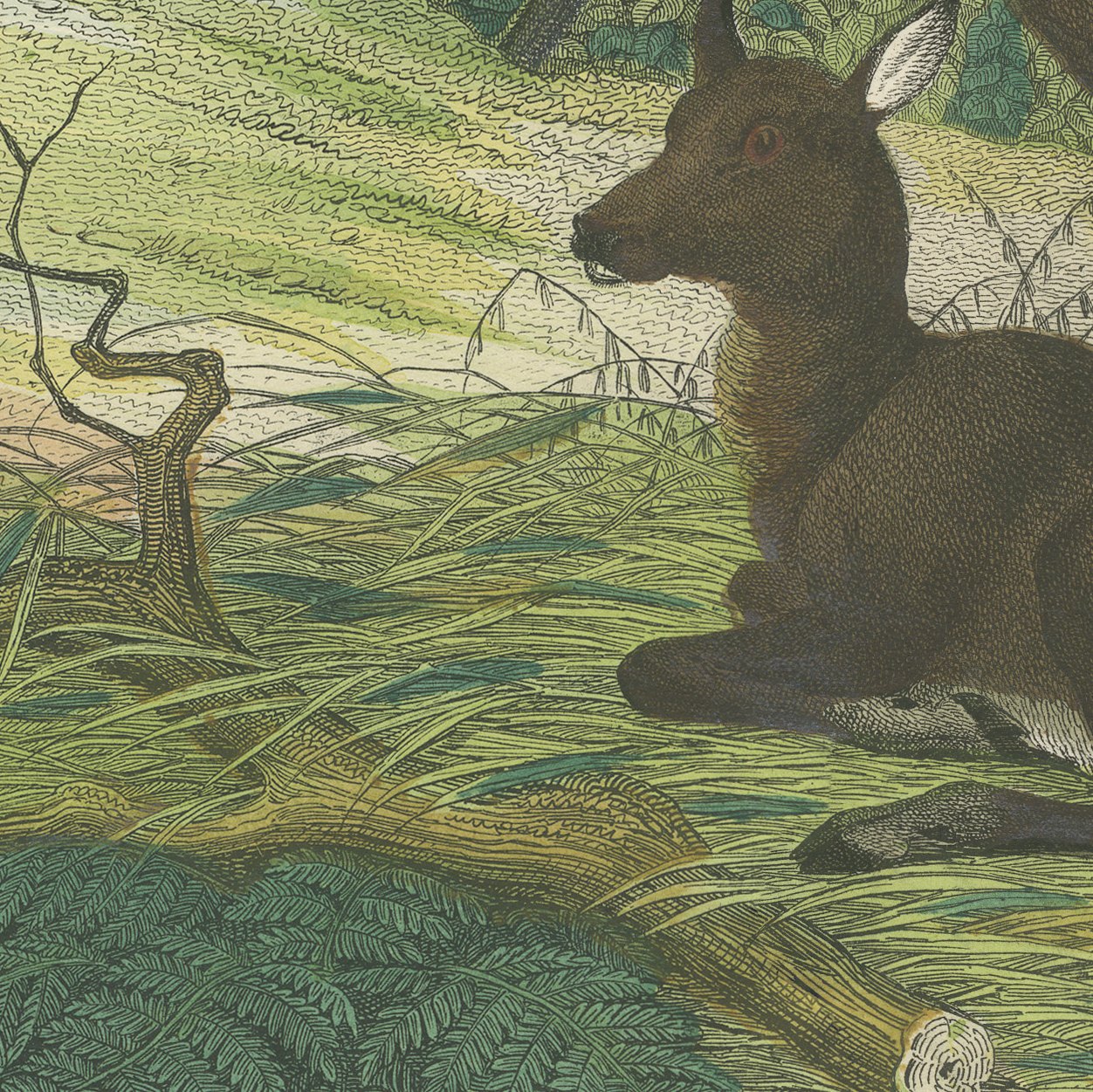 Antique Deer Print with Elk, Reindeer and Red Deer Stag, Kolb, circa 1890, view 9