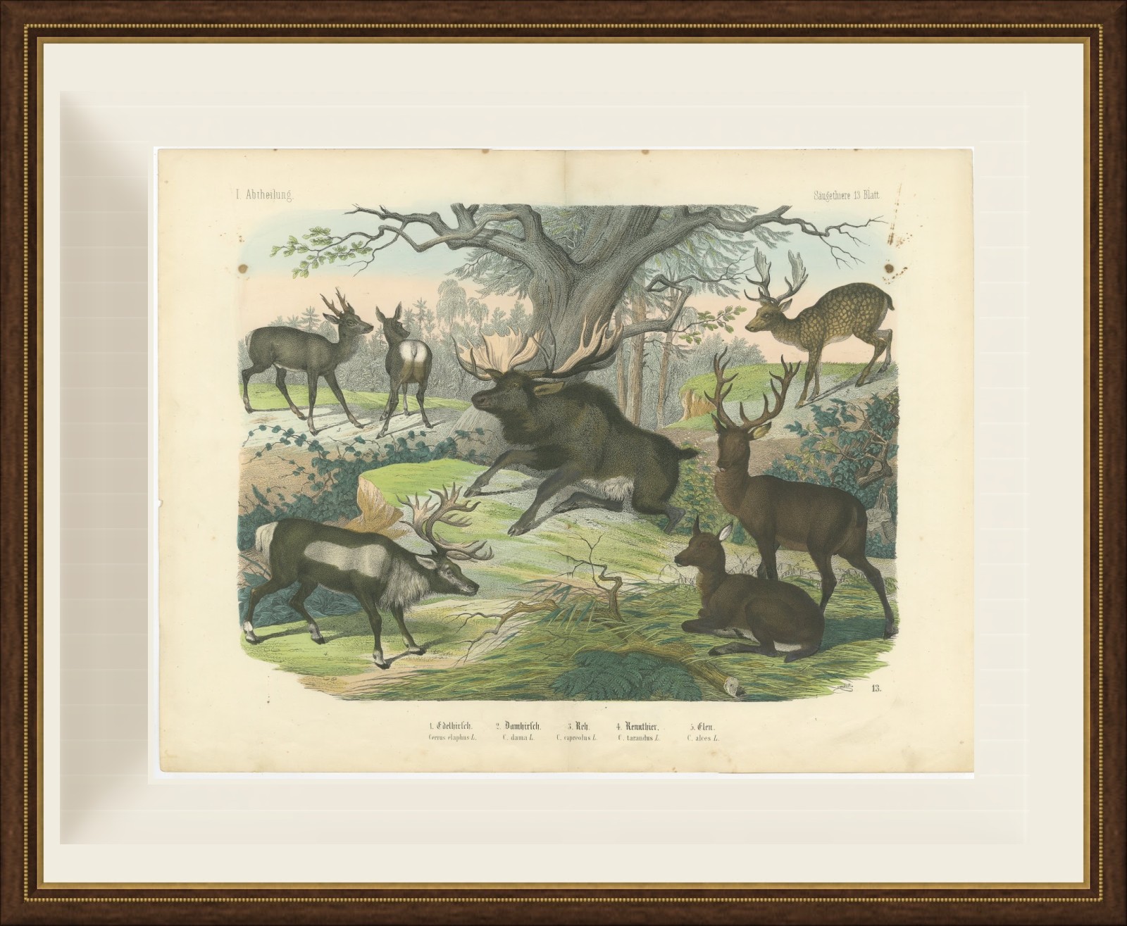 Antique Deer Print with Elk, Reindeer and Red Deer Stag, Kolb, circa 1890, view 2