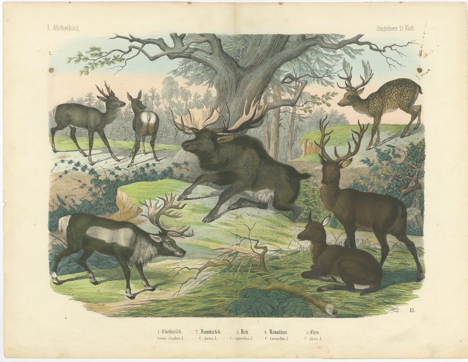 Antique Deer Print with Elk, Reindeer and Red Deer Stag, Kolb, circa 1890