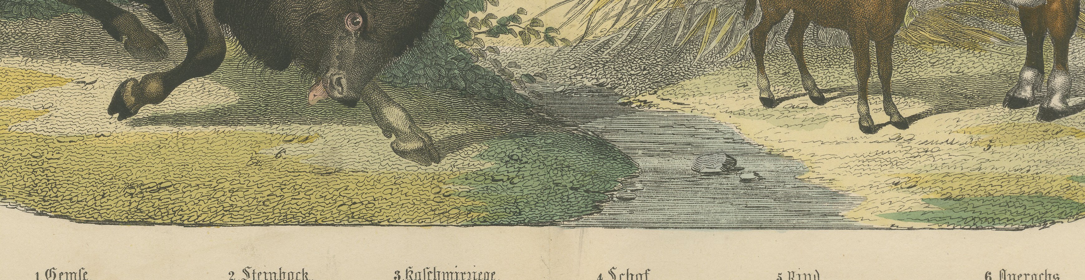 Antique Ibex and Chamois Print with Aurochs, Sheep and Cattle, circa 1890, view 4