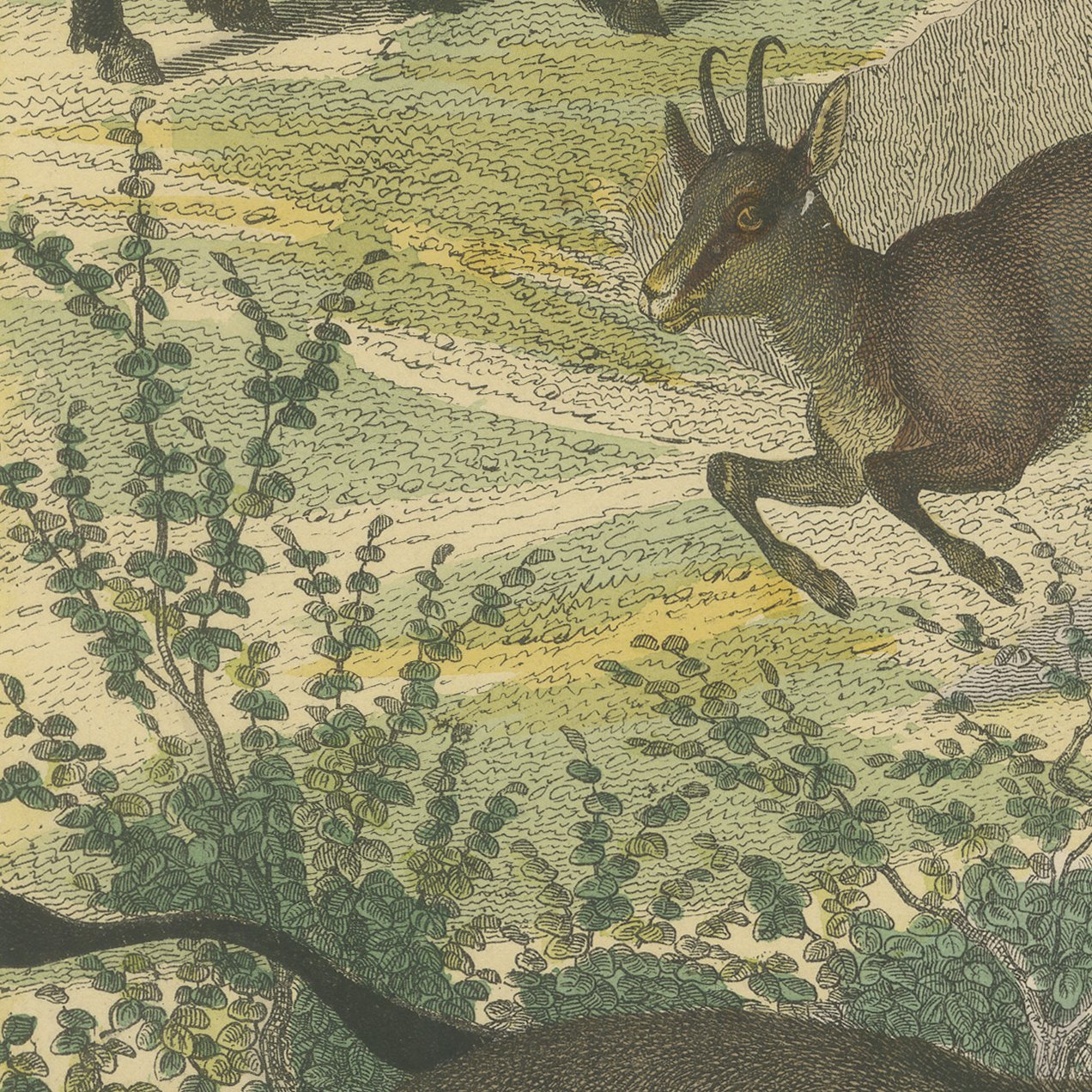 Antique Ibex and Chamois Print with Aurochs, Sheep and Cattle, circa 1890, view 5
