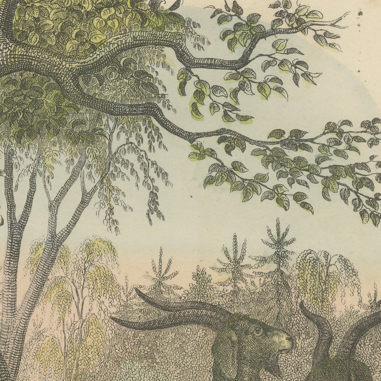 Antique Ibex and Chamois Print with Aurochs, Sheep and Cattle, circa 1890, view 6