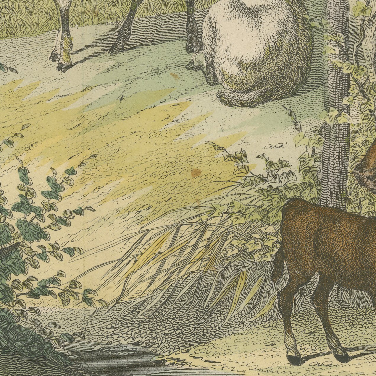 Antique Ibex and Chamois Print with Aurochs, Sheep and Cattle, circa 1890, view 8
