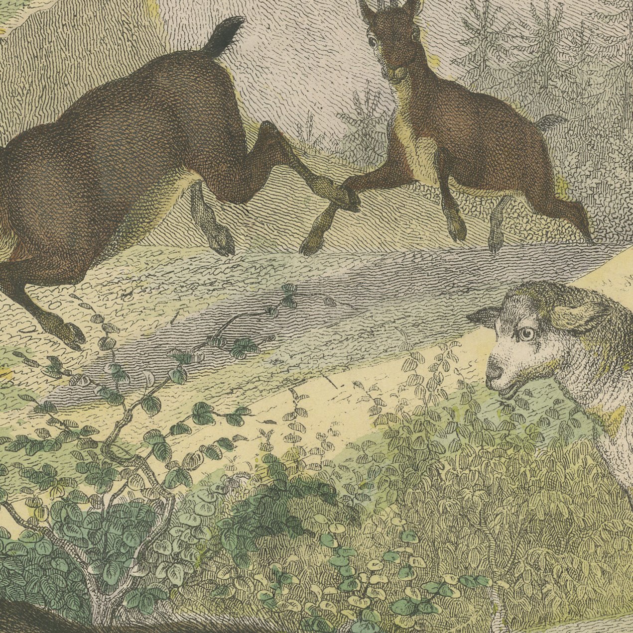 Antique Ibex and Chamois Print with Aurochs, Sheep and Cattle, circa 1890, view 9