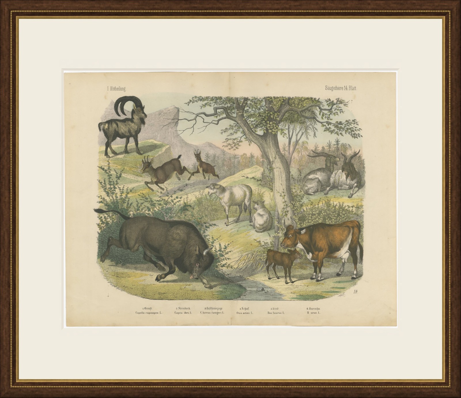Antique Ibex and Chamois Print with Aurochs, Sheep and Cattle, circa 1890, view 2